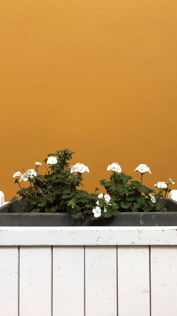 Estetiese Wit Blomme Plantbak Muurpapier