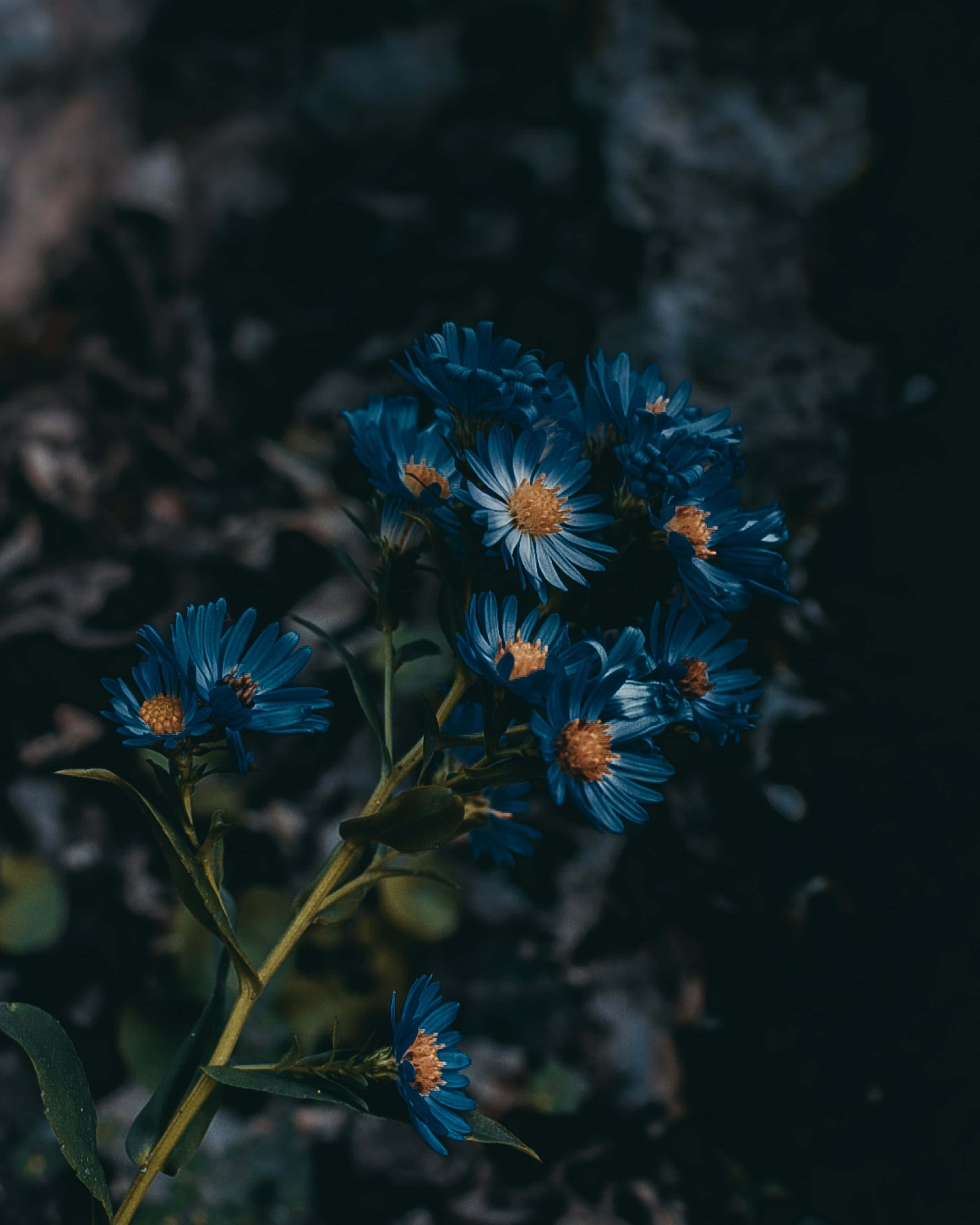 Europese Michaelmas-madeliefie Blou Blomme Prent Muurpapier