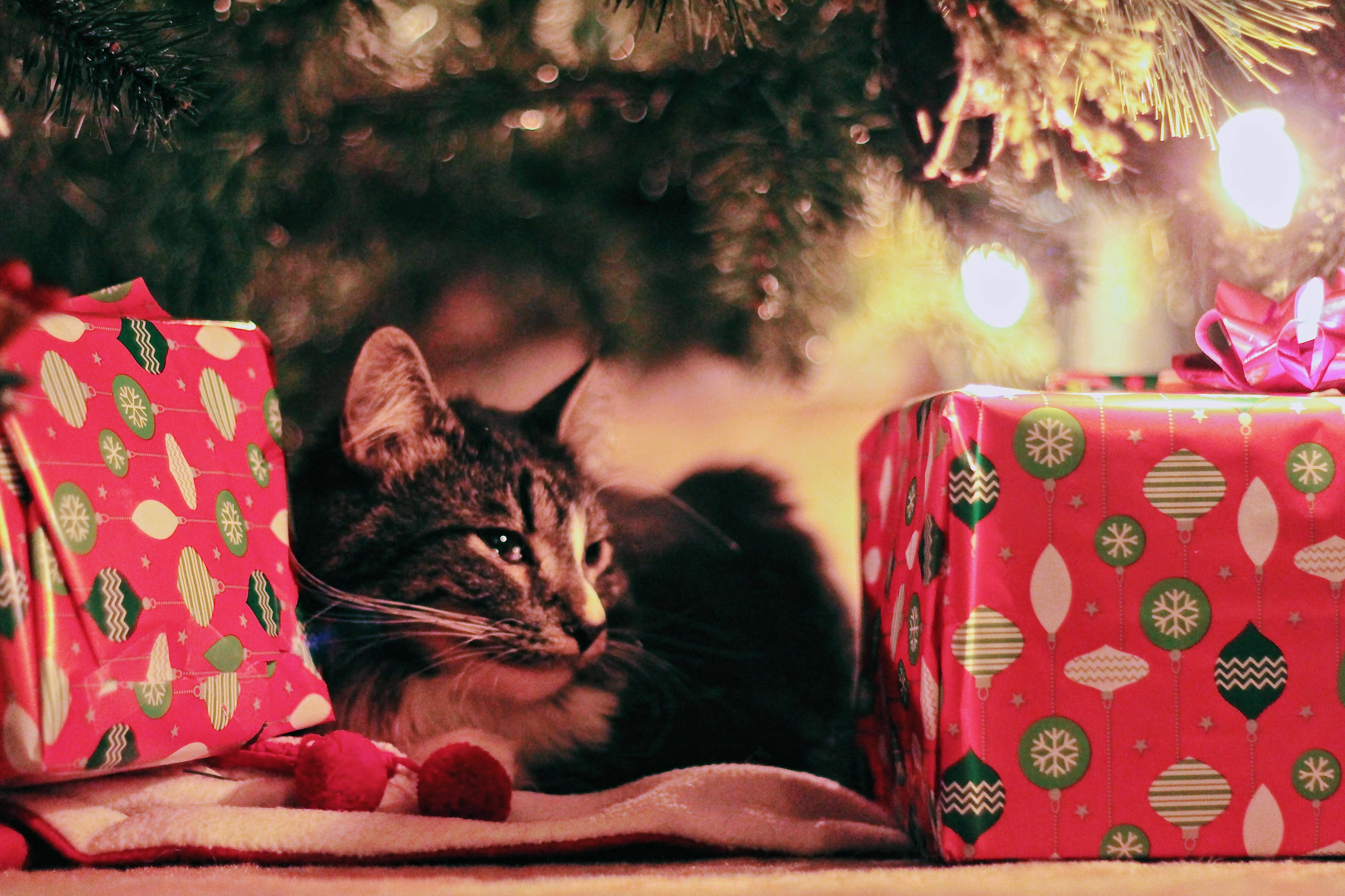 Feestelike Kat in Hoë Resolusie Kersfeesagtergrond Muurpapier