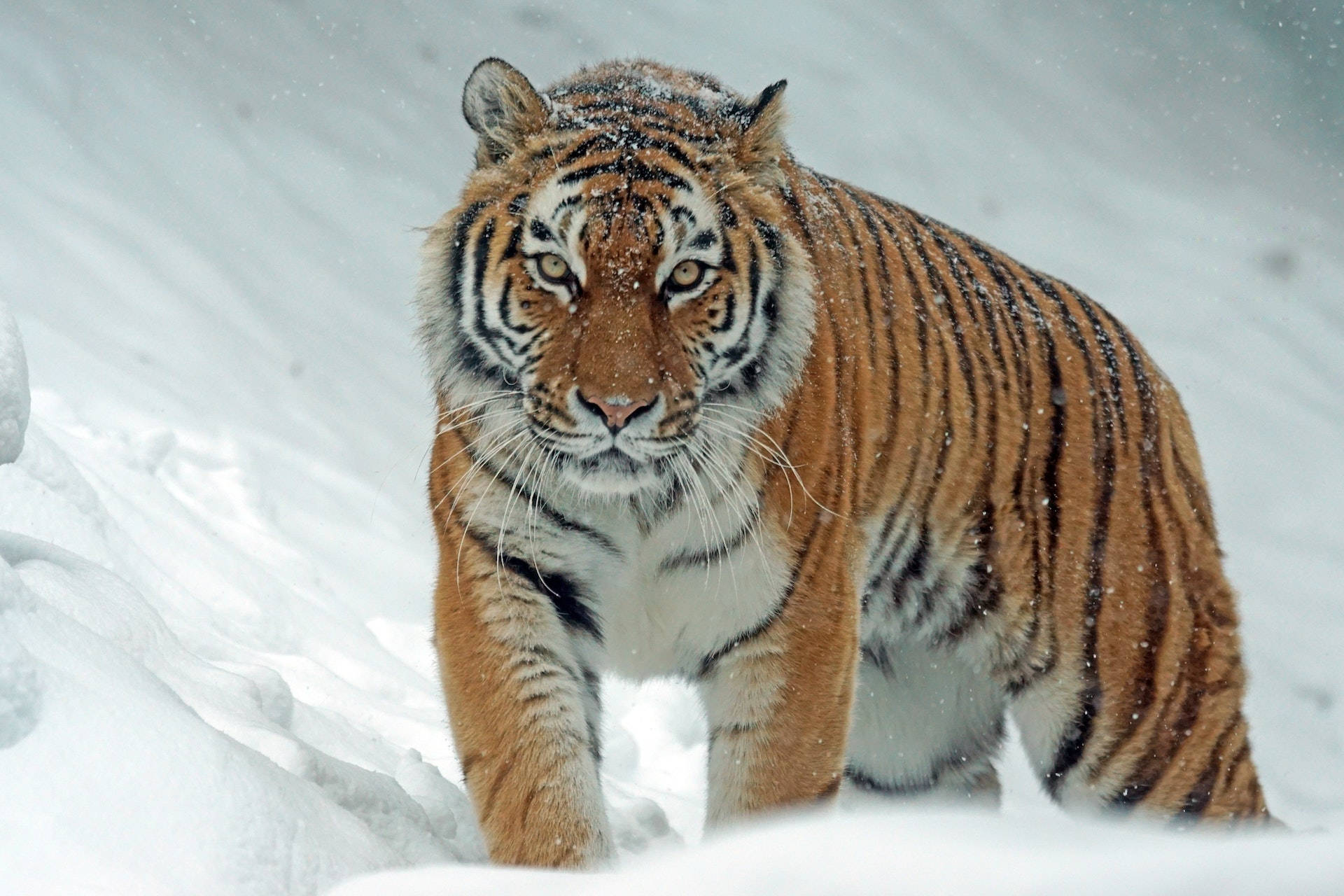 Felle Harimau Loop in die Sneeu Muurpapier