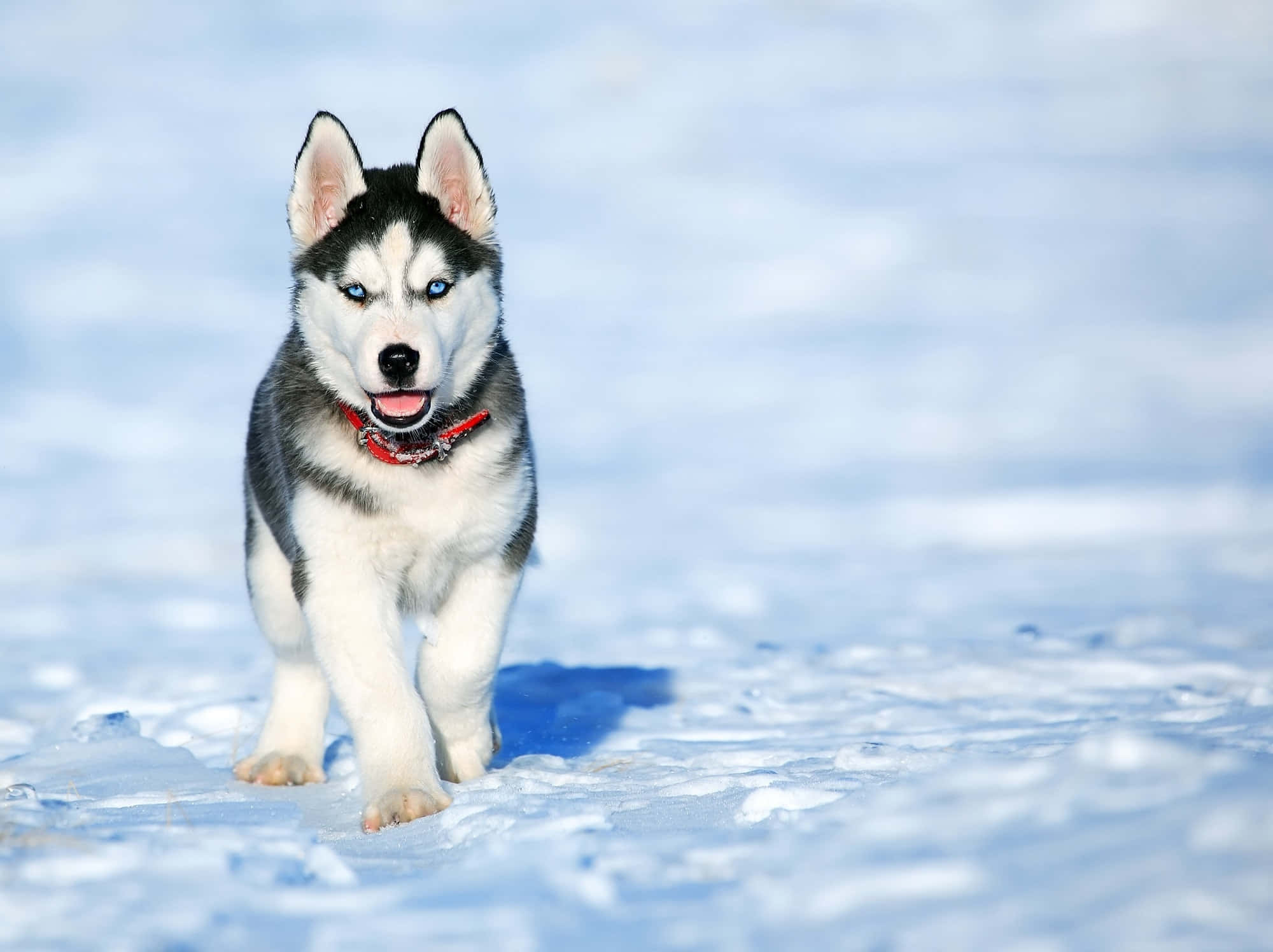 Felle Hond Sneeu Siberiese Husky Prent Muurpapier