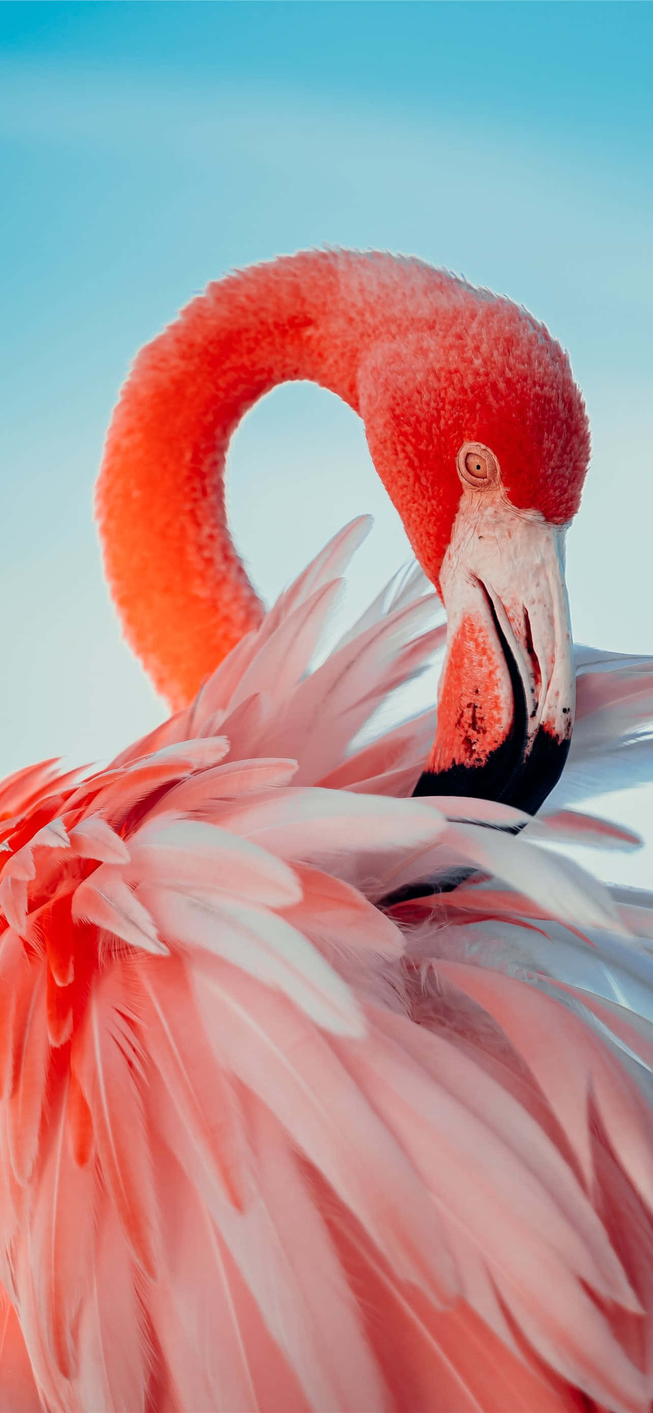 Flamingo in welige groen - perfek vir jou iPhone-agtergrond Muurpapier