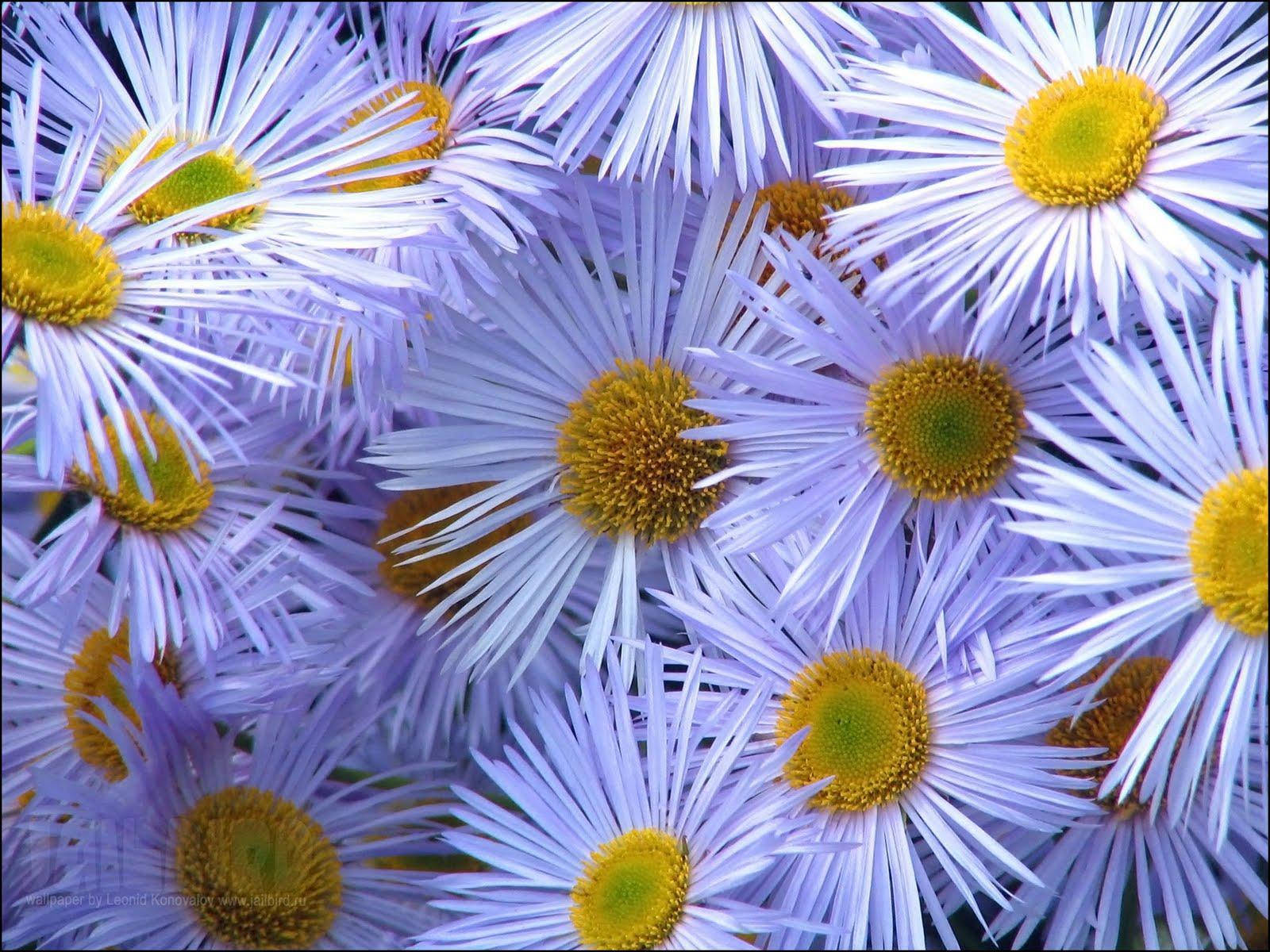 Fleabane Daisy Blomme Rekenaar Muurpapier