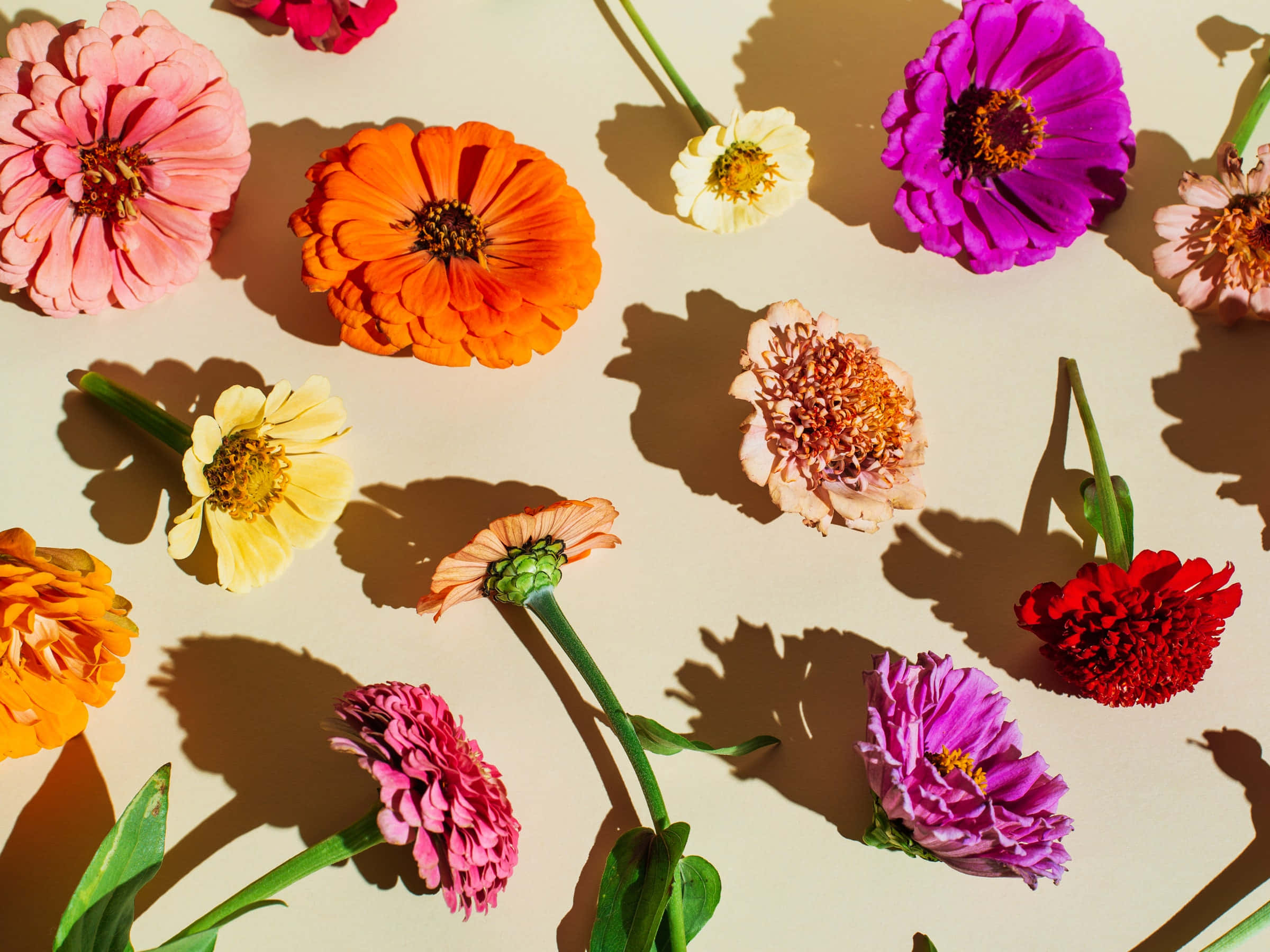 Florale Agtergrond Muurpapier