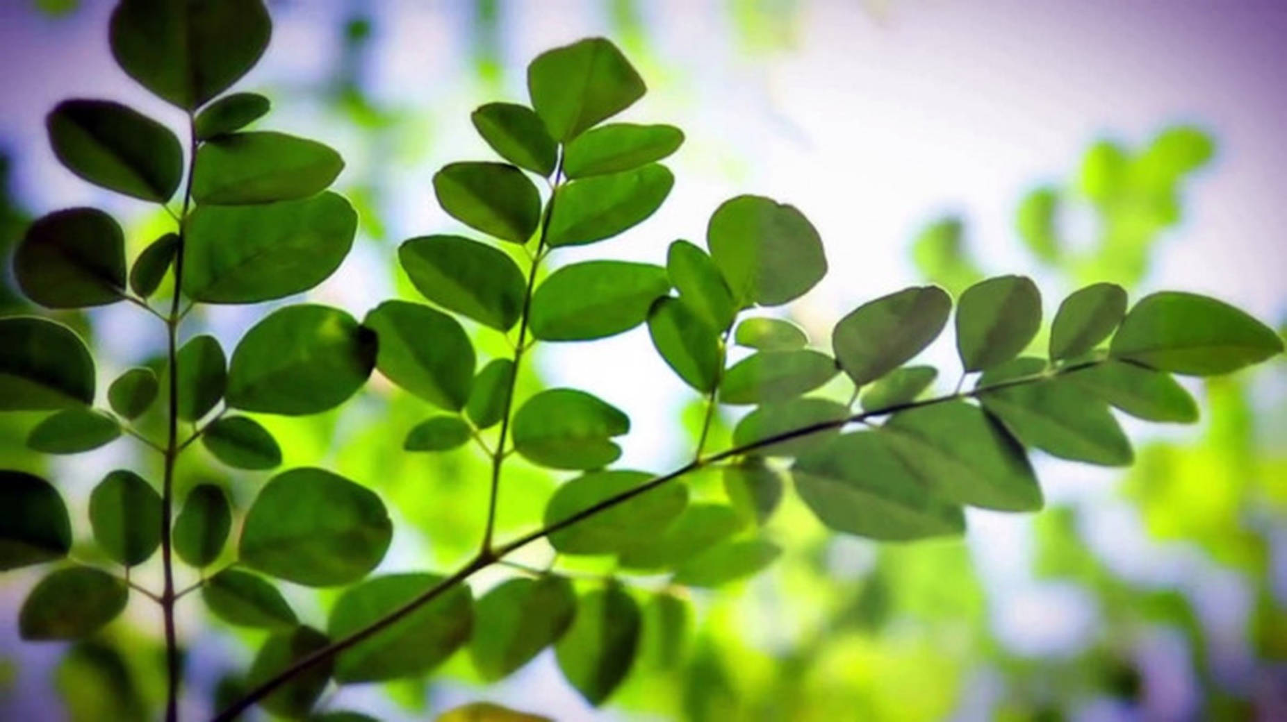 Florerende Moringa Oleifera - Natuur se Fynste Medisinale Wonder Muurpapier
