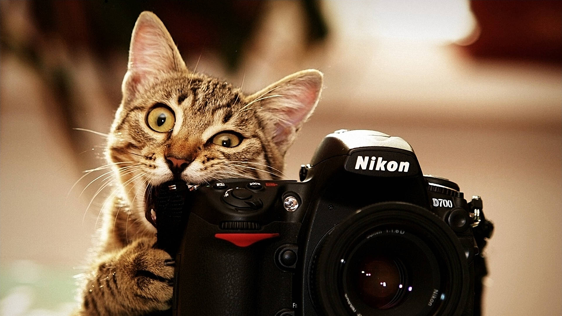 Fotograaf Kat Rekenaar Muurpapier