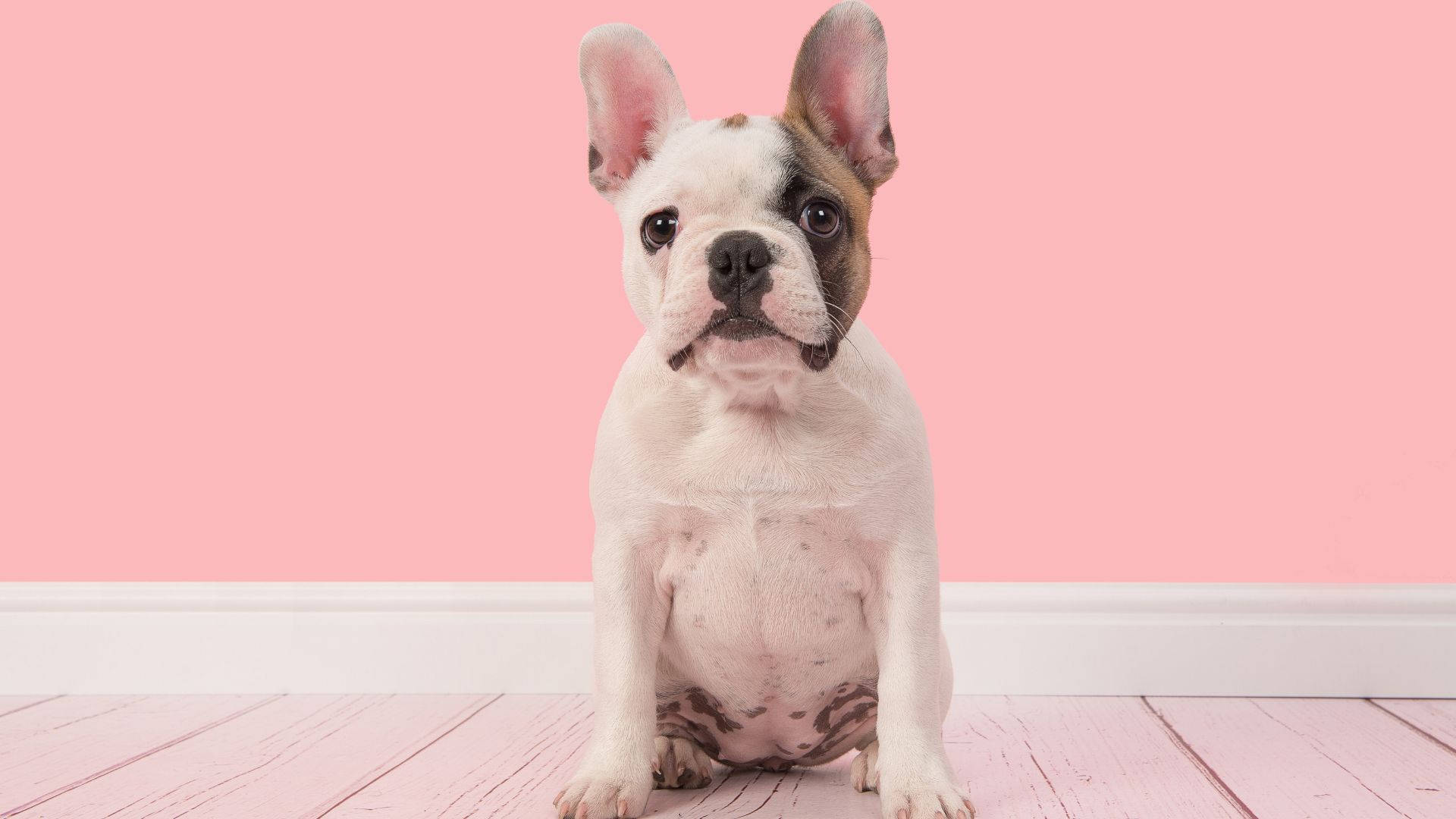 Franse Babetjie Bulldog in Pienk Kamer Muurpapier