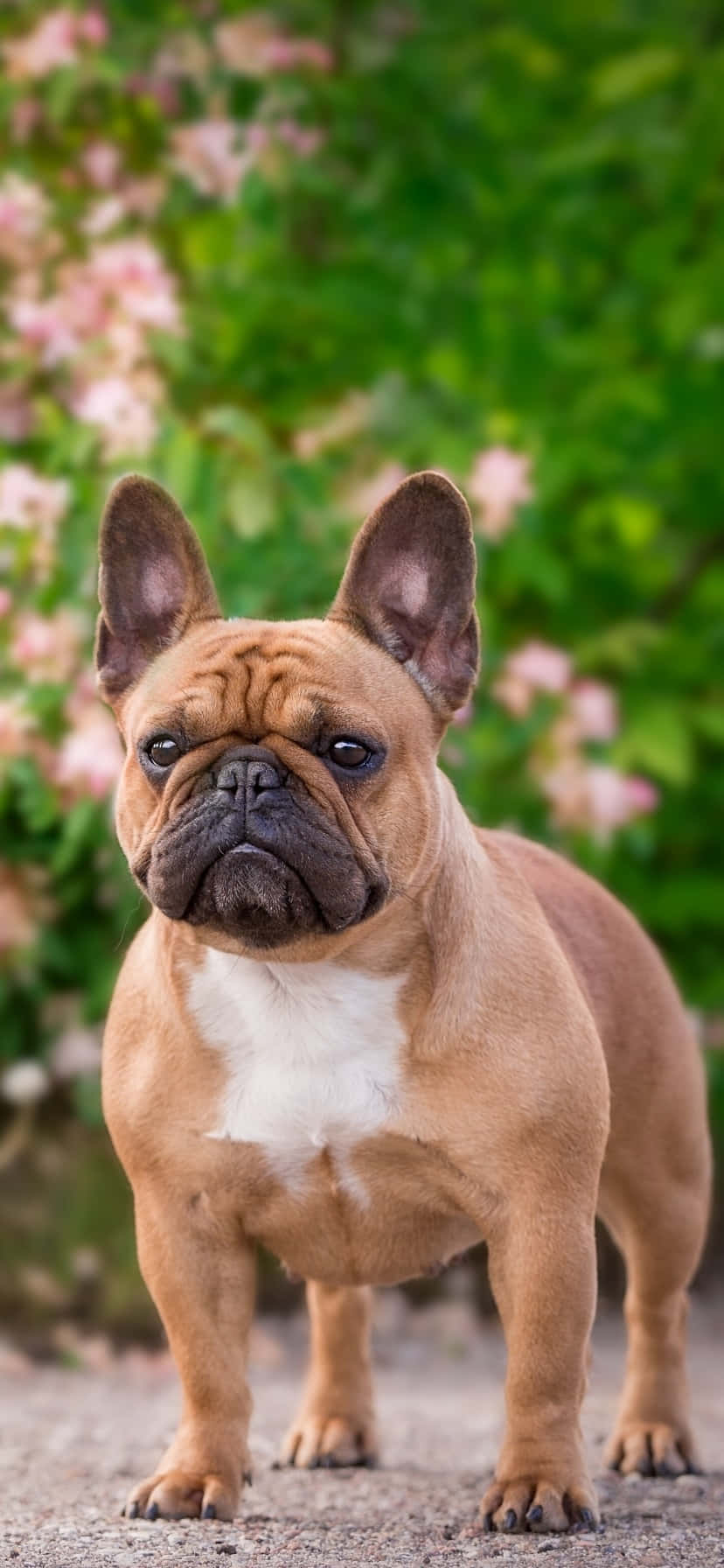 Franse Bulldog by die Park Muurpapier