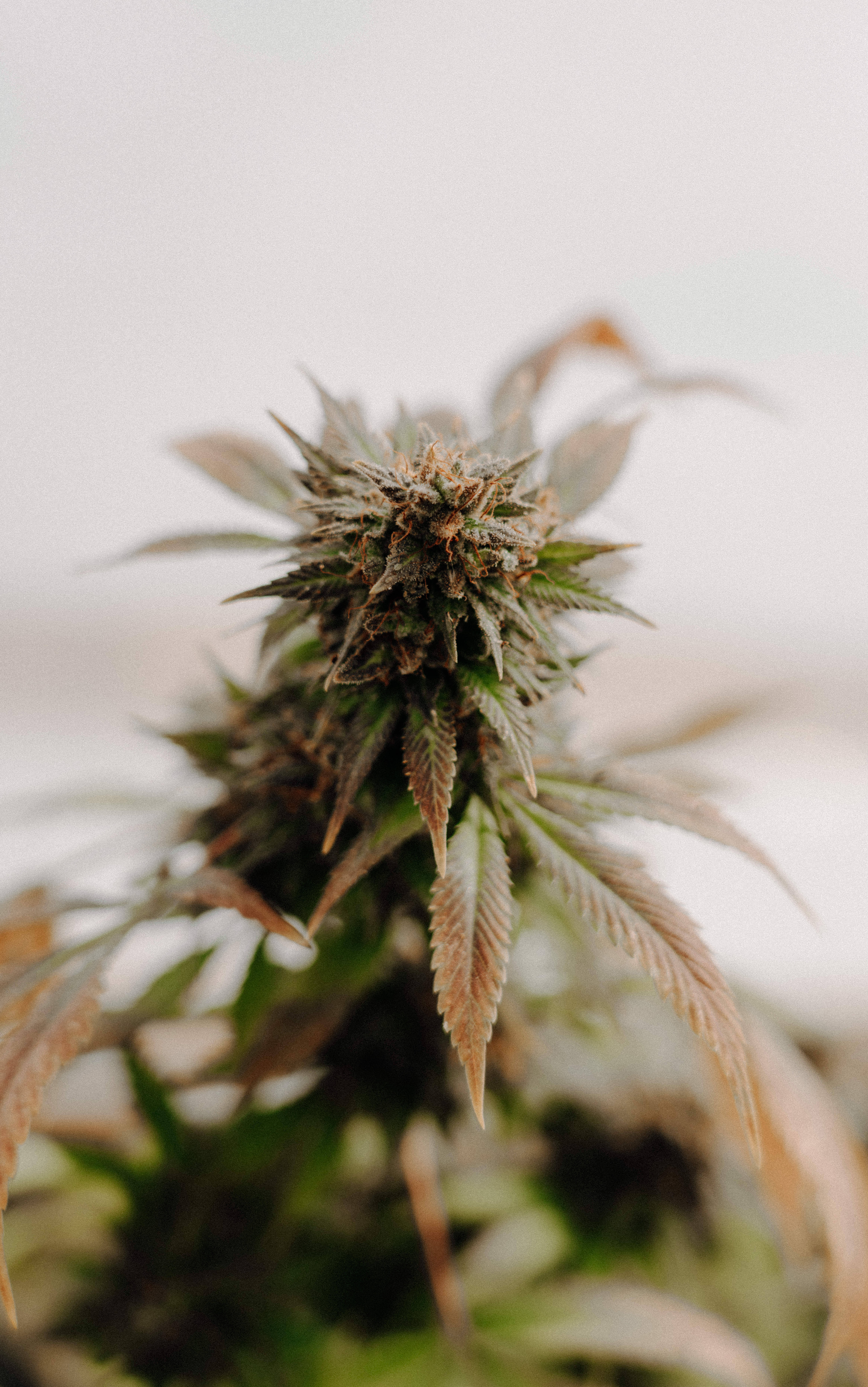 Freshly-harvested Weed Flower seen in its natural beauty Muurpapier
