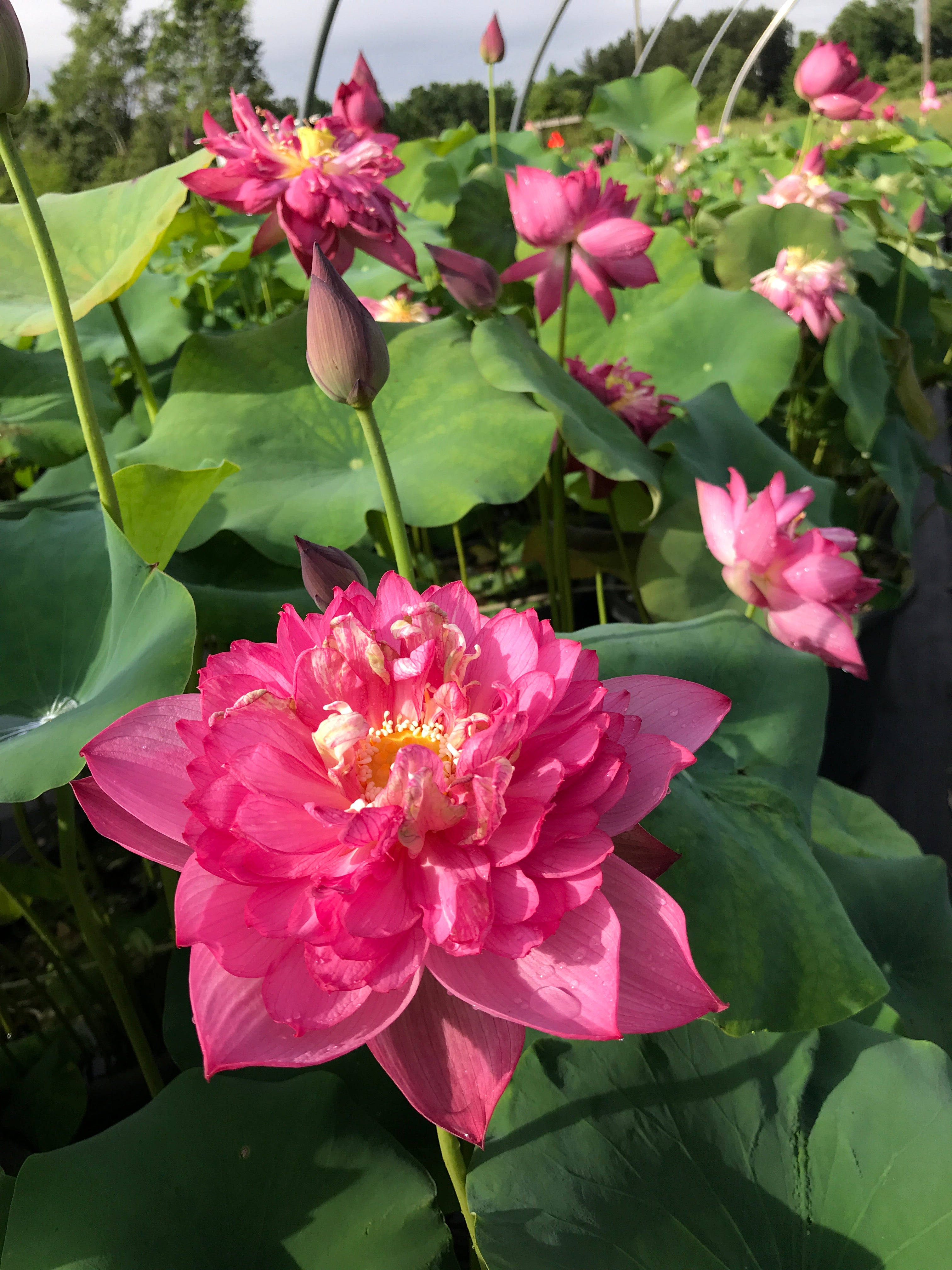 Fuchsia Lotusblom Muurpapier