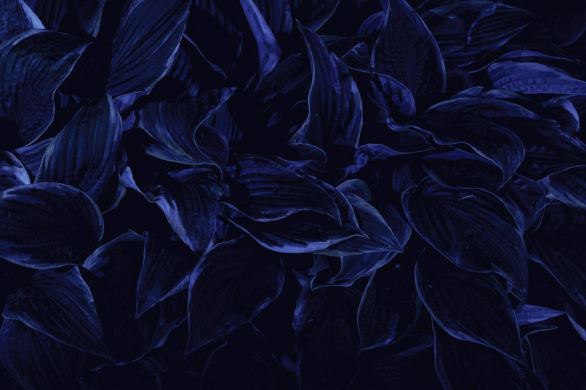 Gedroogde Blomblare Esteties Donkerblou HD Muurpapier