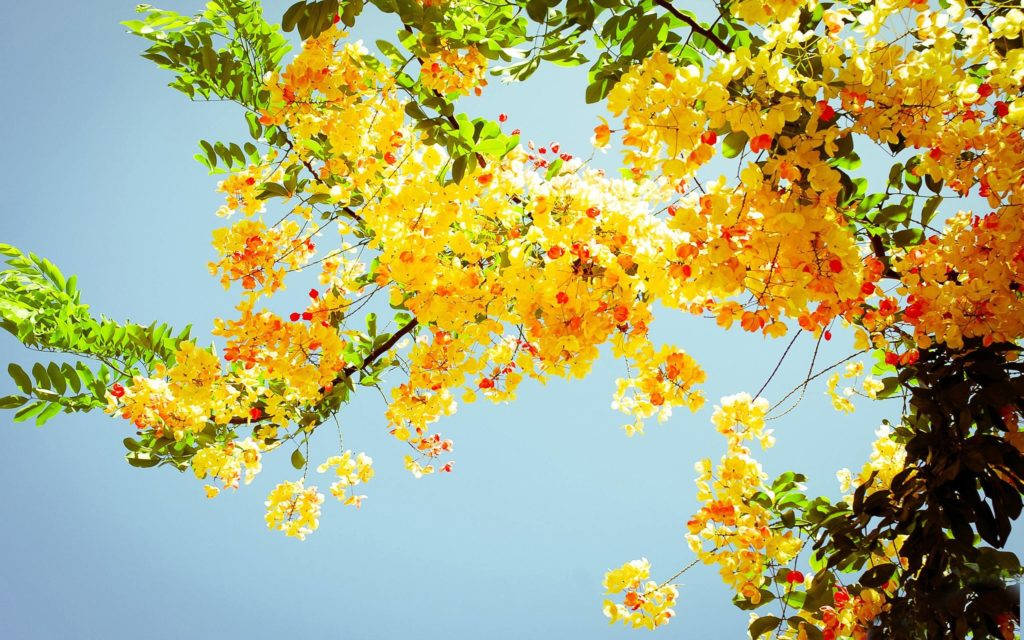 Geel Blomme Boom Somer Bureaublad Muurpapier
