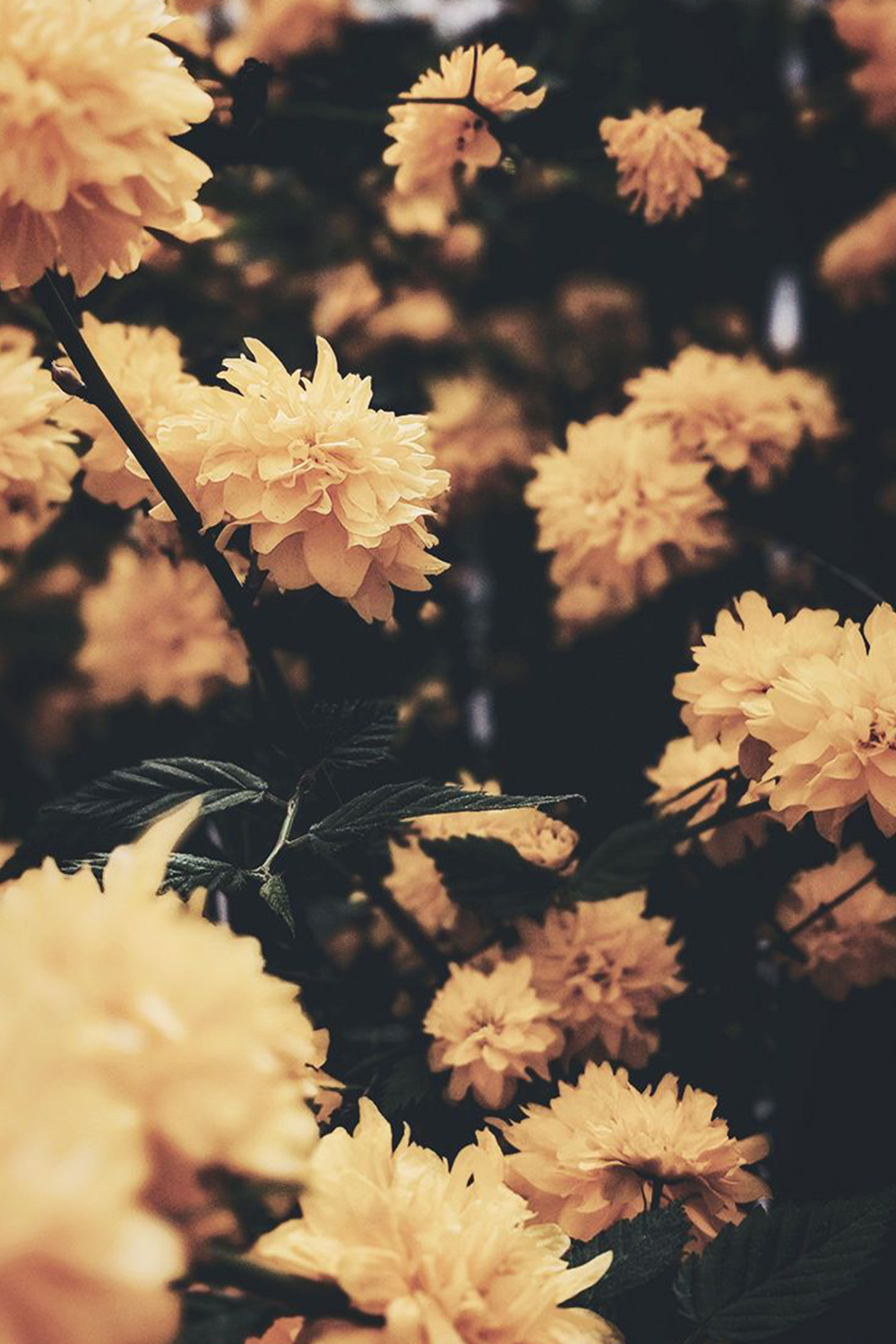 geel blomme in die tuin Muurpapier
