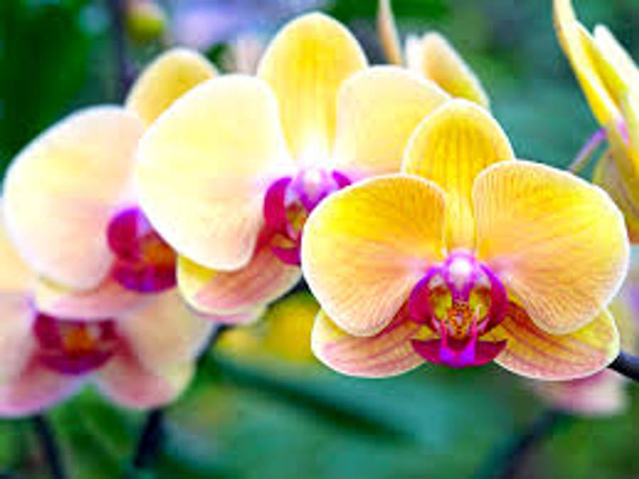 Geel Moth Orchid Variëteit Muurpapier