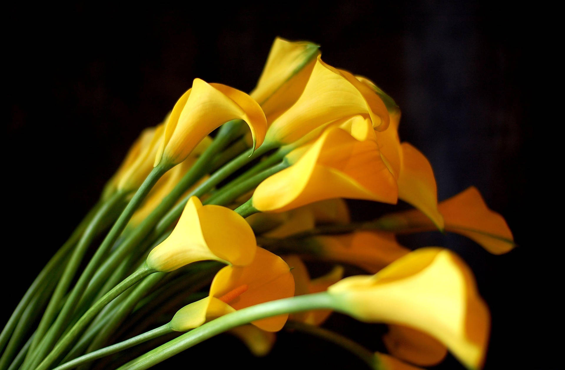 Geel Skerp Calla Lelies — Blom GIF Muurpapier
