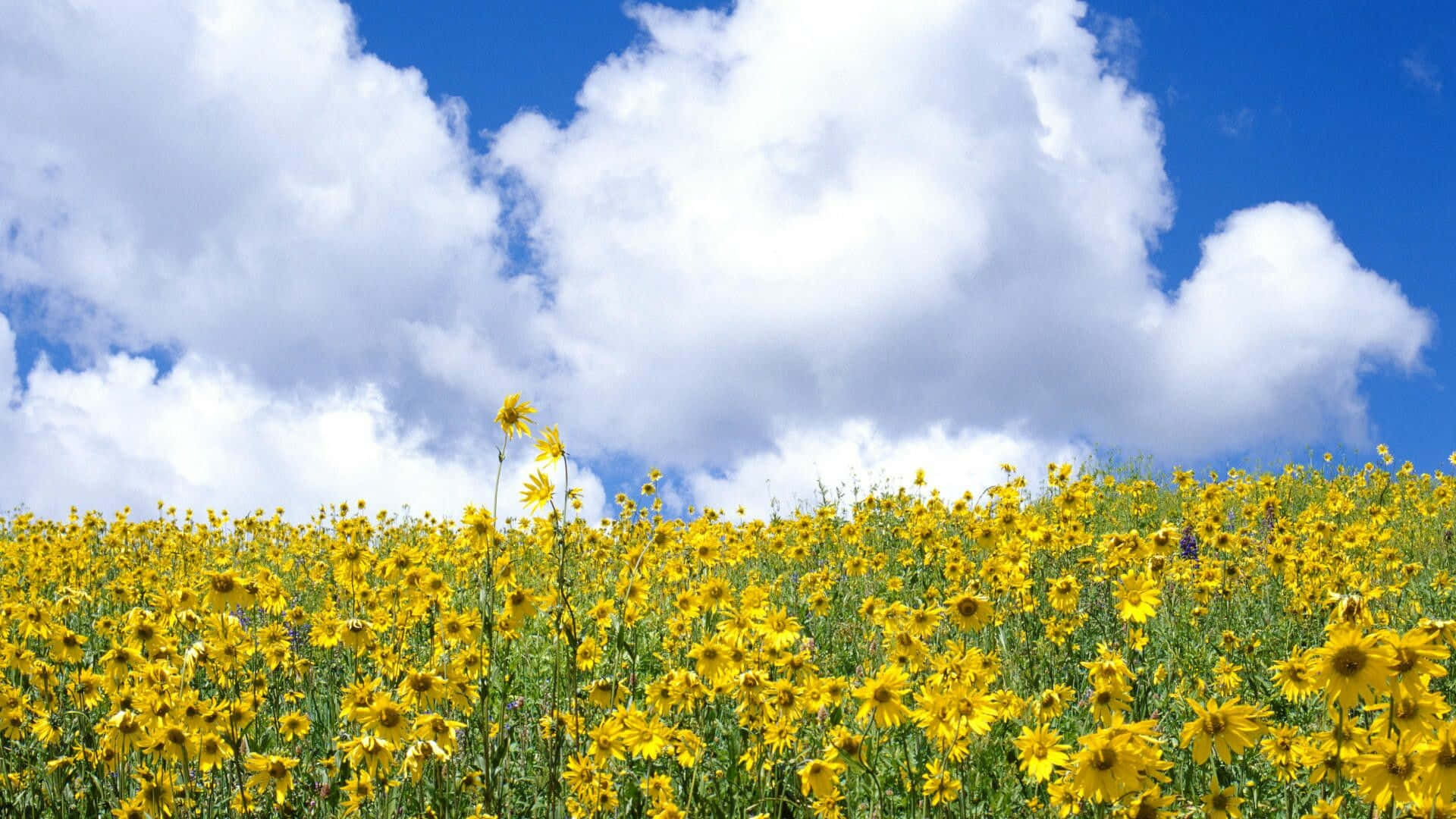 Geel Wilde Blomme Somerprent Muurpapier
