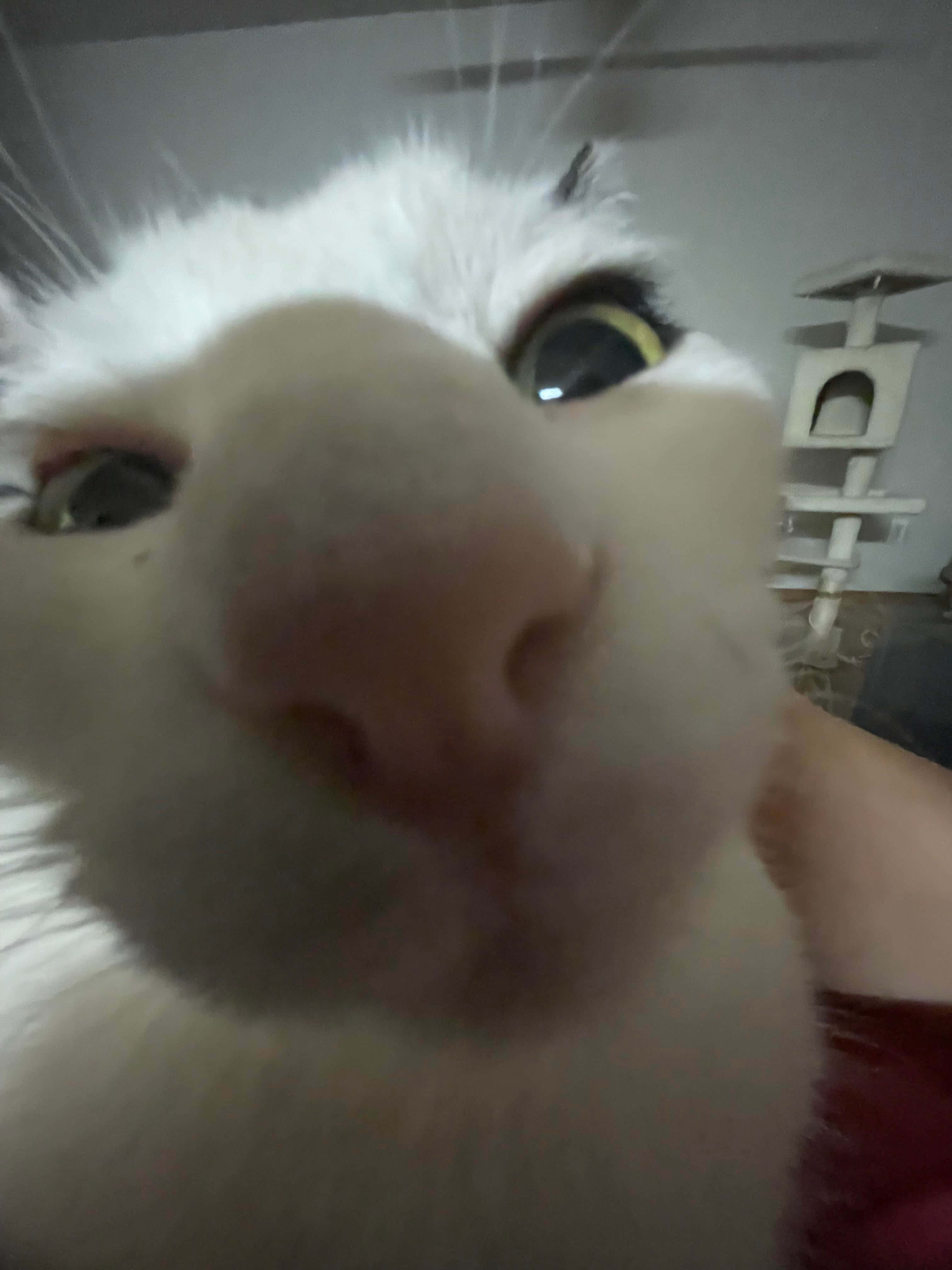 Gekke Inzoem Oulike Kat PFP Muurpapier