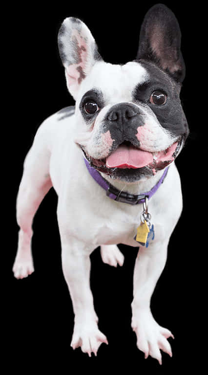Gelukkige Franse Bulldog wat Staan Muurpapier