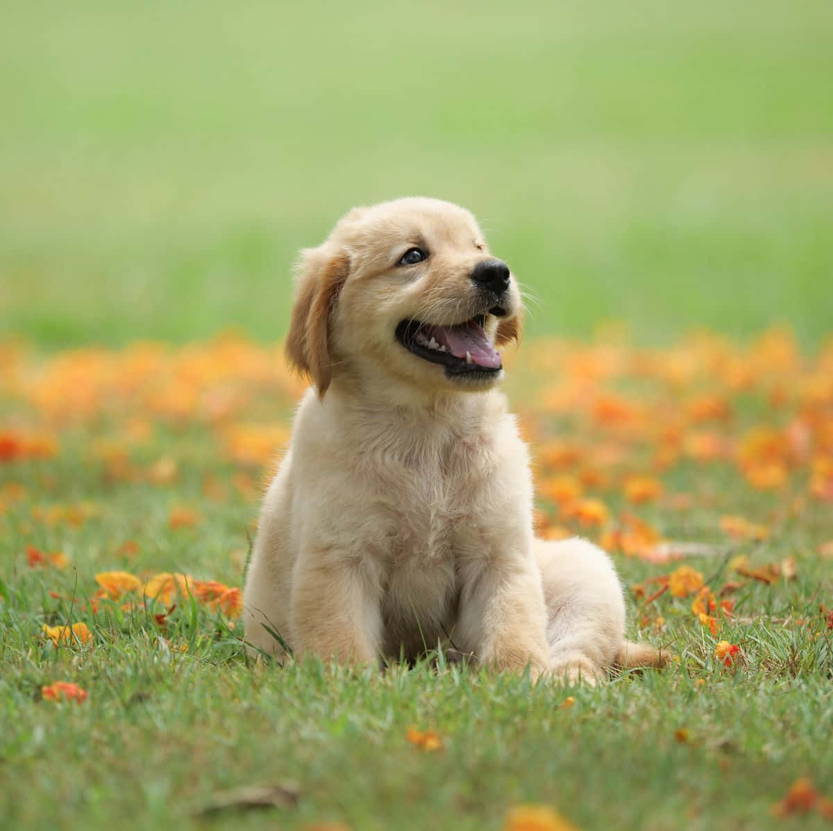 Gelukkige Golden Retriever Hondjie Prentjie Muurpapier