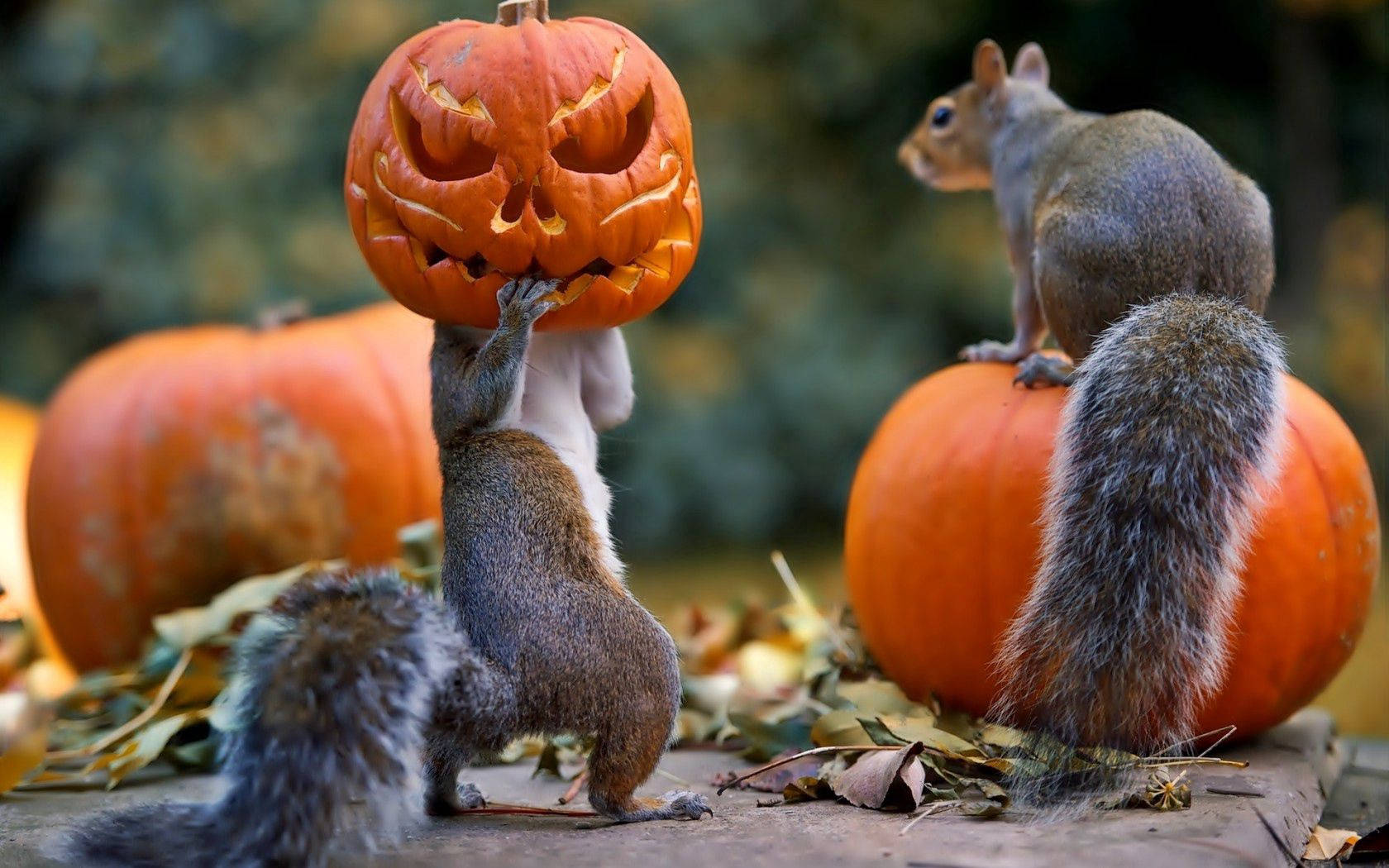 Gelukkige Halloween van hierdie twee eekhorings! Muurpapier