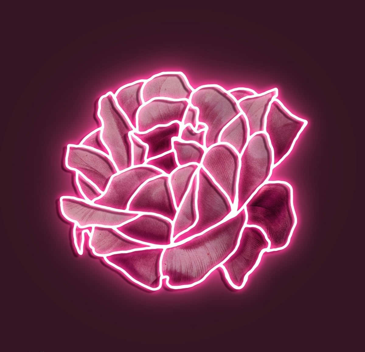 Geniet die helder vibes van neonpienk💗 Muurpapier