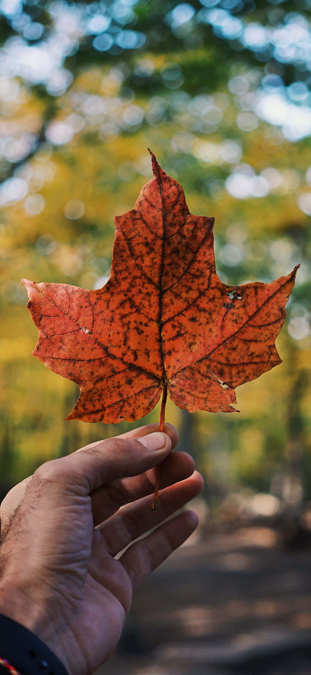 Geniet die lewendige skakerings van die herfs met die iPhone Xs Max Muurpapier