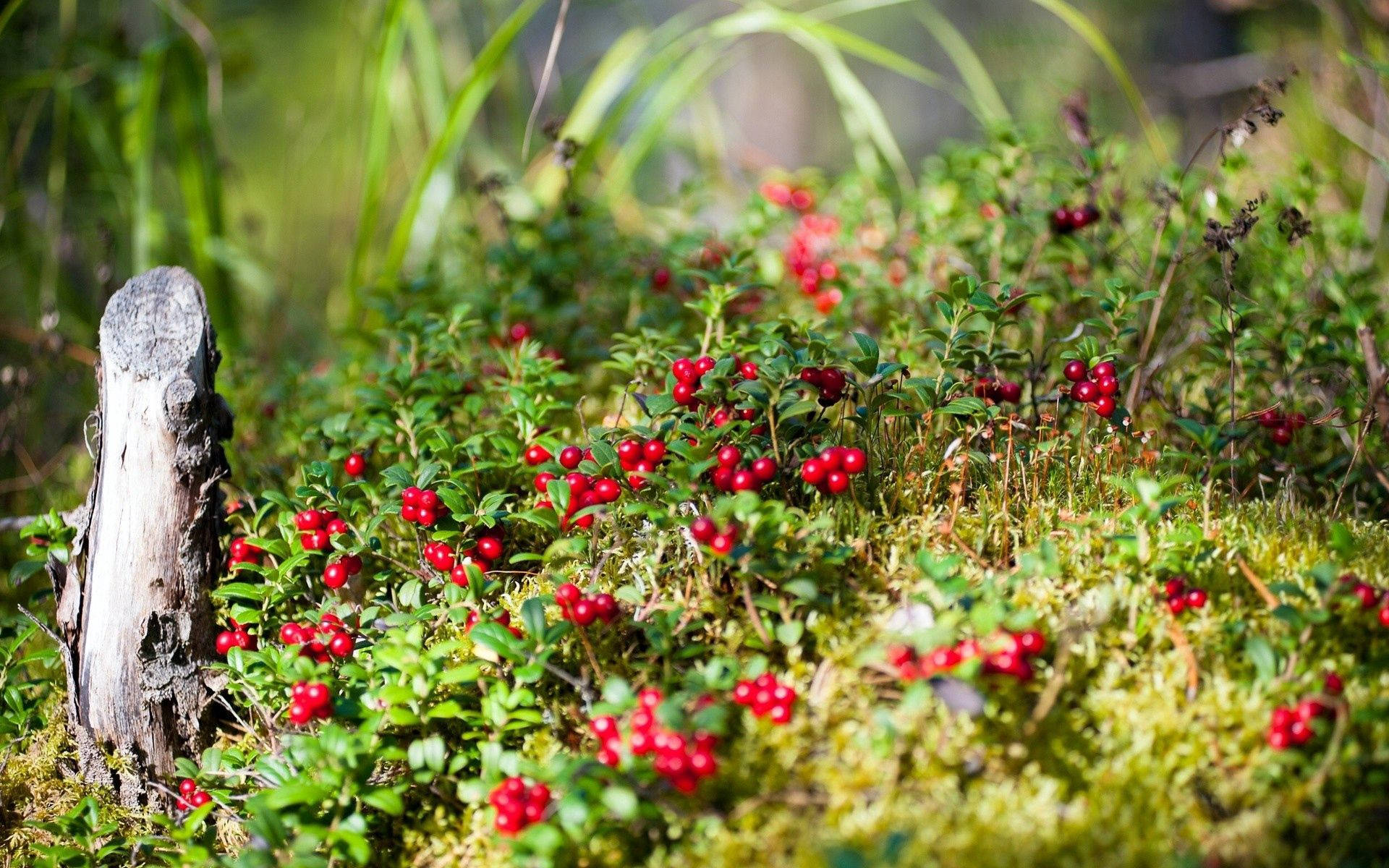Geniet die lewendige kleure van die somer in die natuur Muurpapier