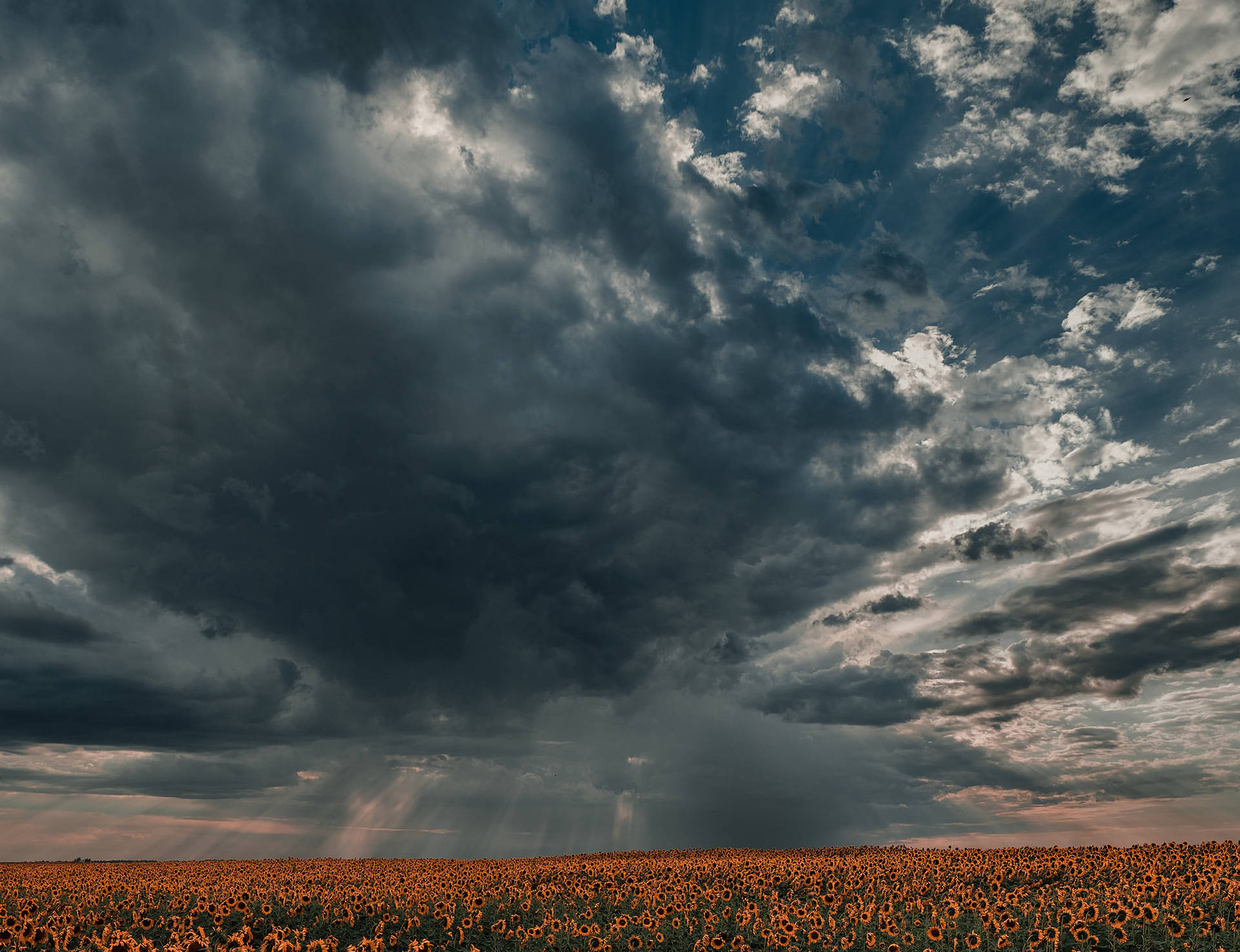Wye skoot van 'n sonneblomveld wat donker lug, slegte weer wat reën gereed is, wys.