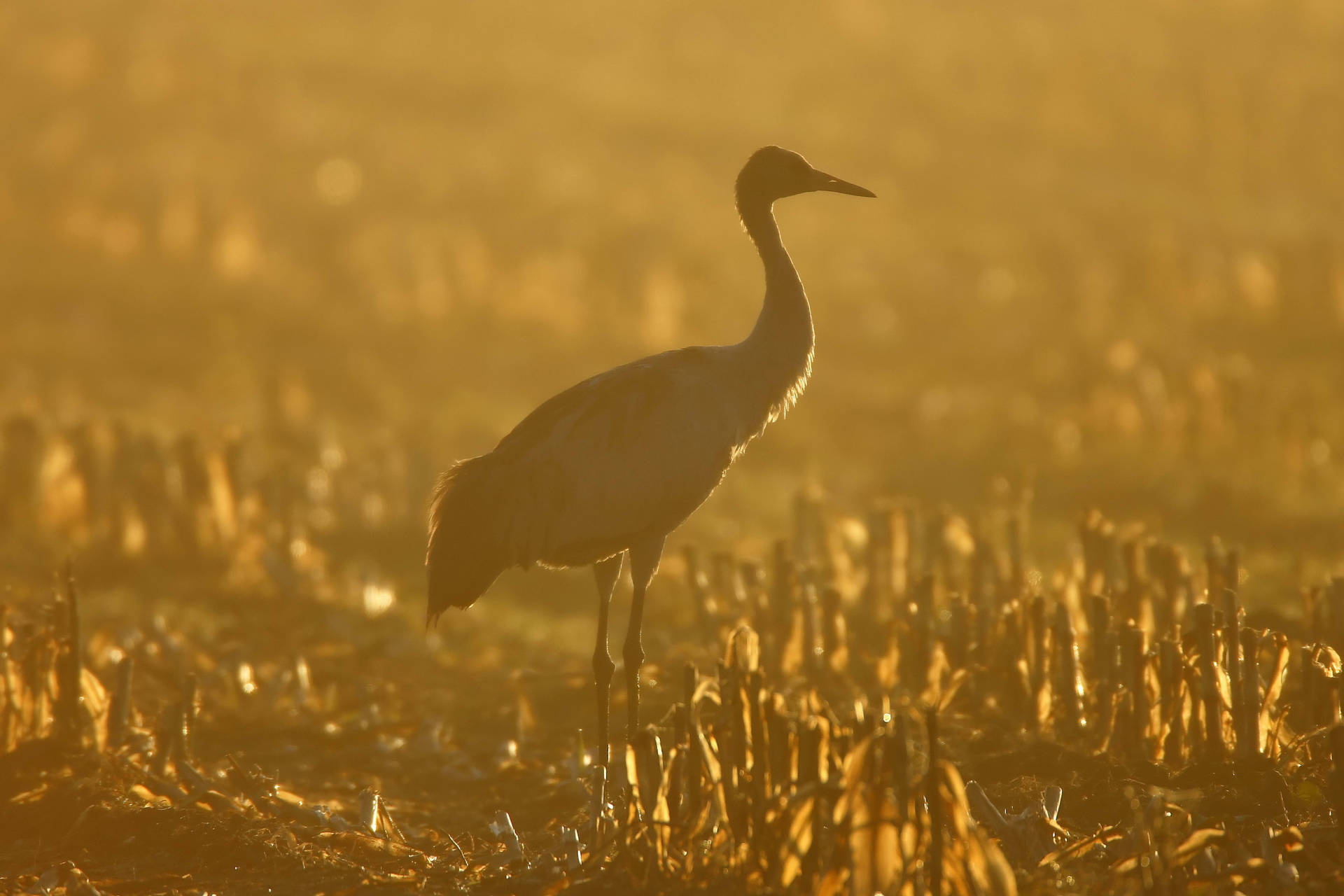Hyskraan wat op 'n veld staan tydens die sonsondergang. — Sonsondergang Muurpapier