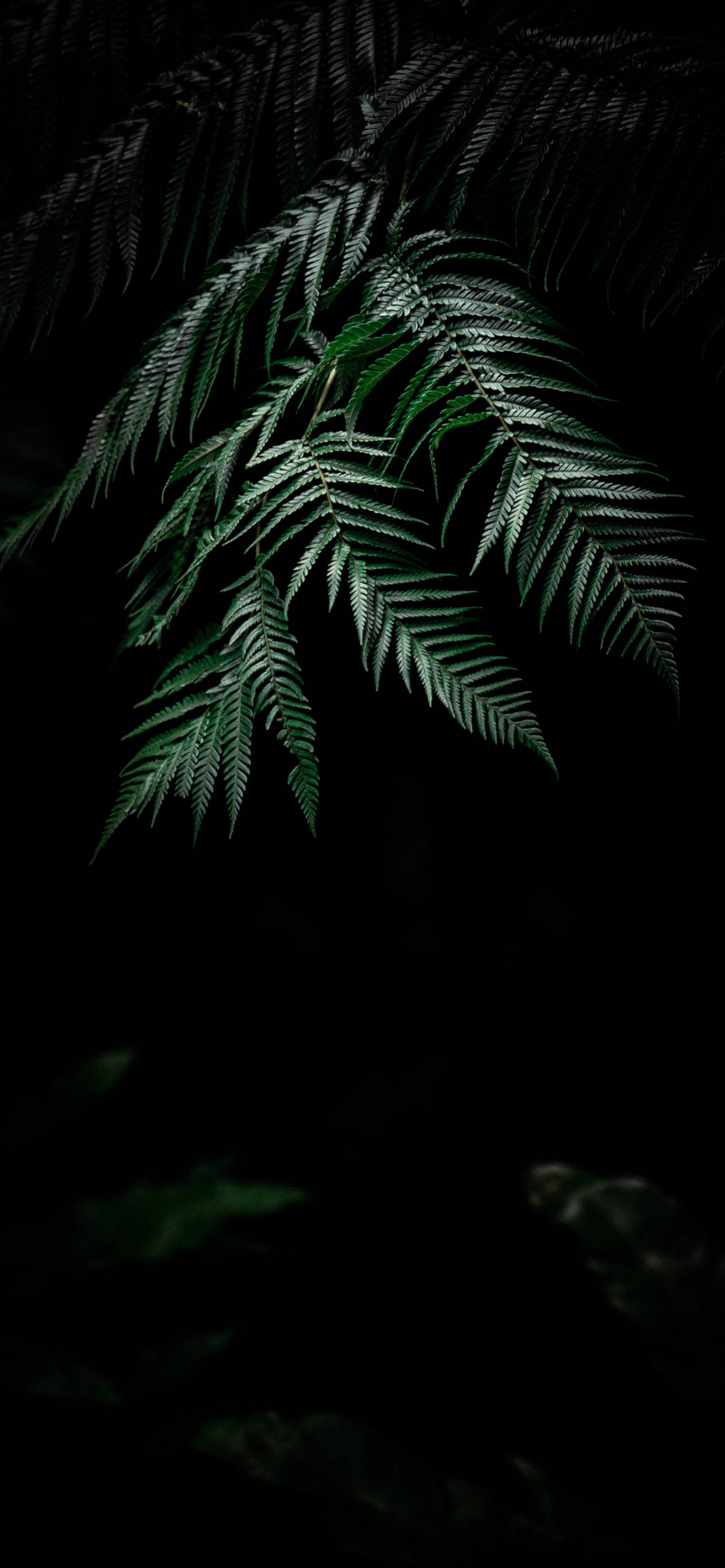 Geniet die skoonheid van die natuur met 'n Plant iPhone Muurpapier