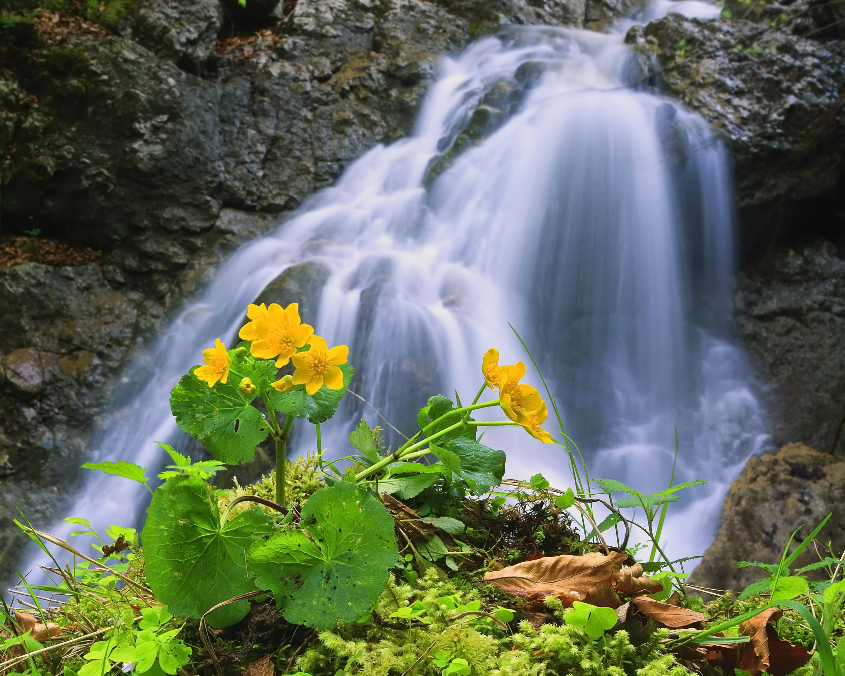 Geniet die skoonheid van die natuur met ’n rustige waterval omring deur blomme Muurpapier