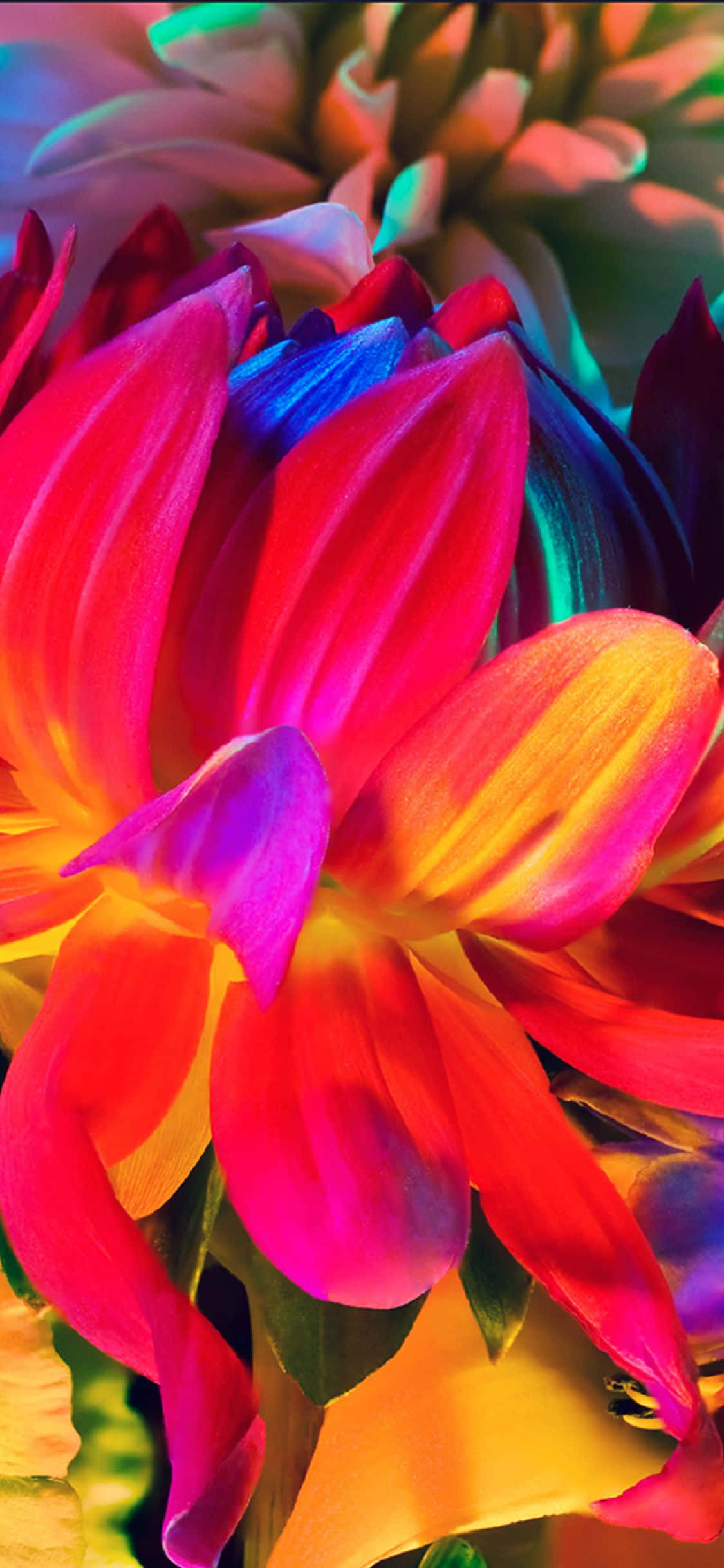 Geniet 'n pragtige reënboogtuin van blomme op jou iPhone! Muurpapier