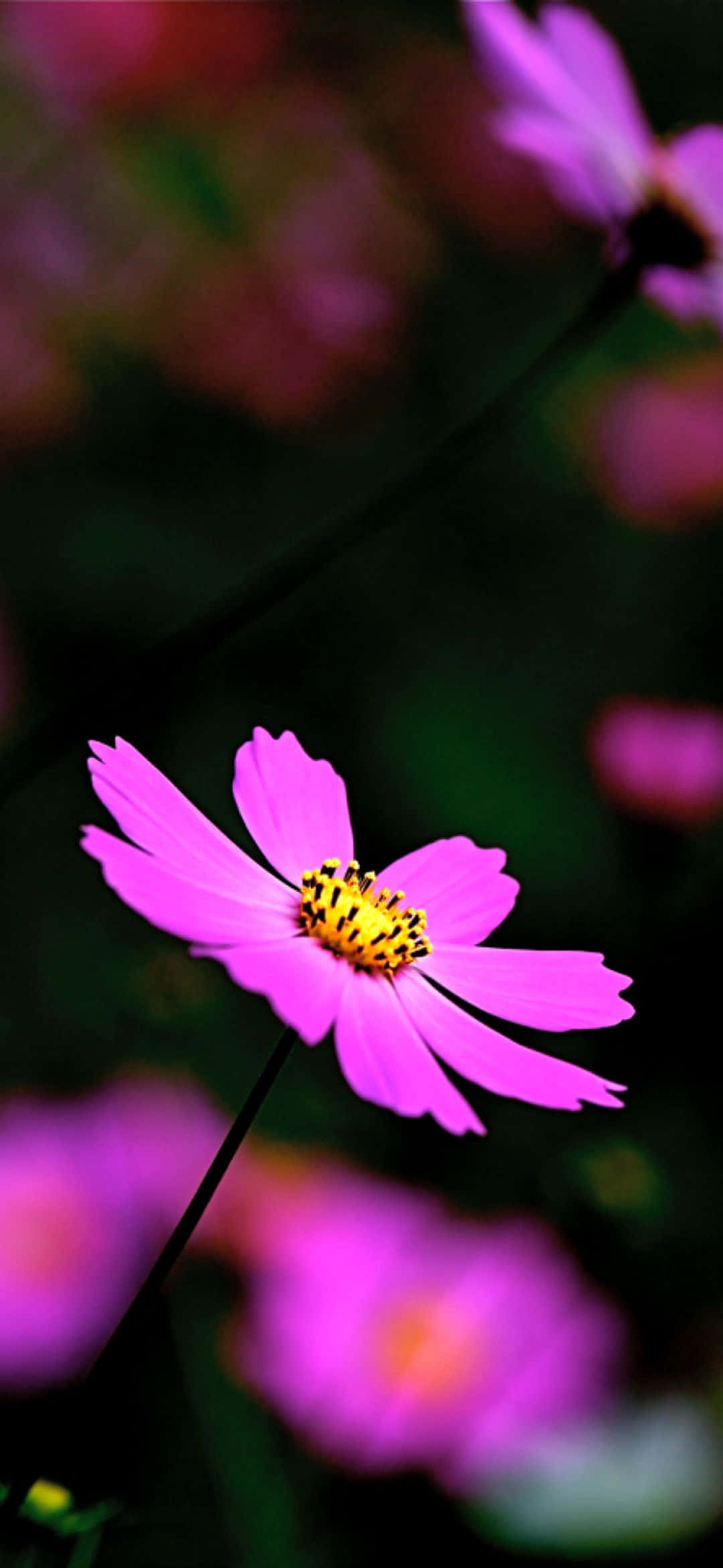 Geniet 'n skilderagtige uitsig oor die natuurlewe van Alaska Muurpapier