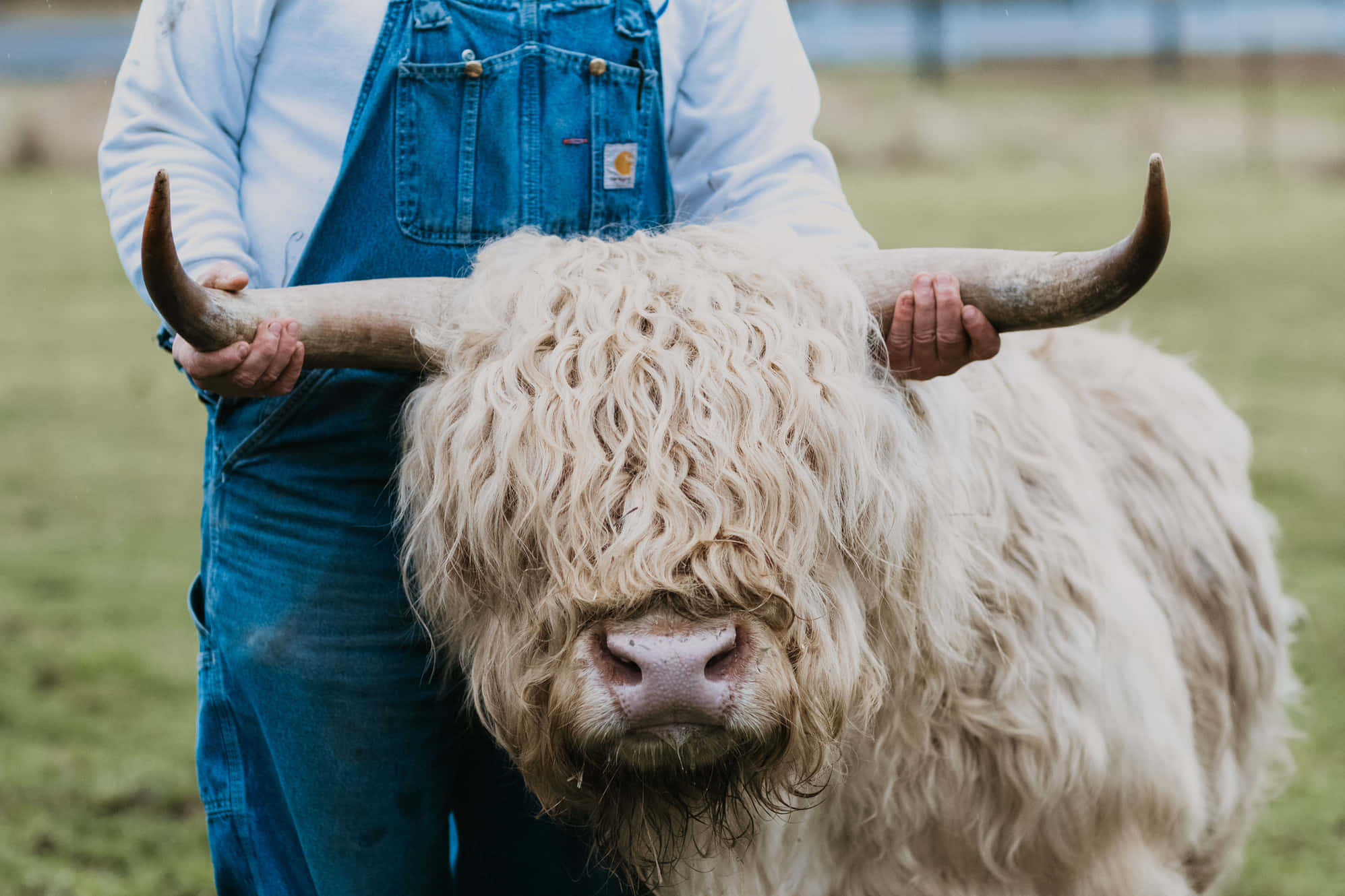 Geniet van die Gras in die Platteland Muurpapier