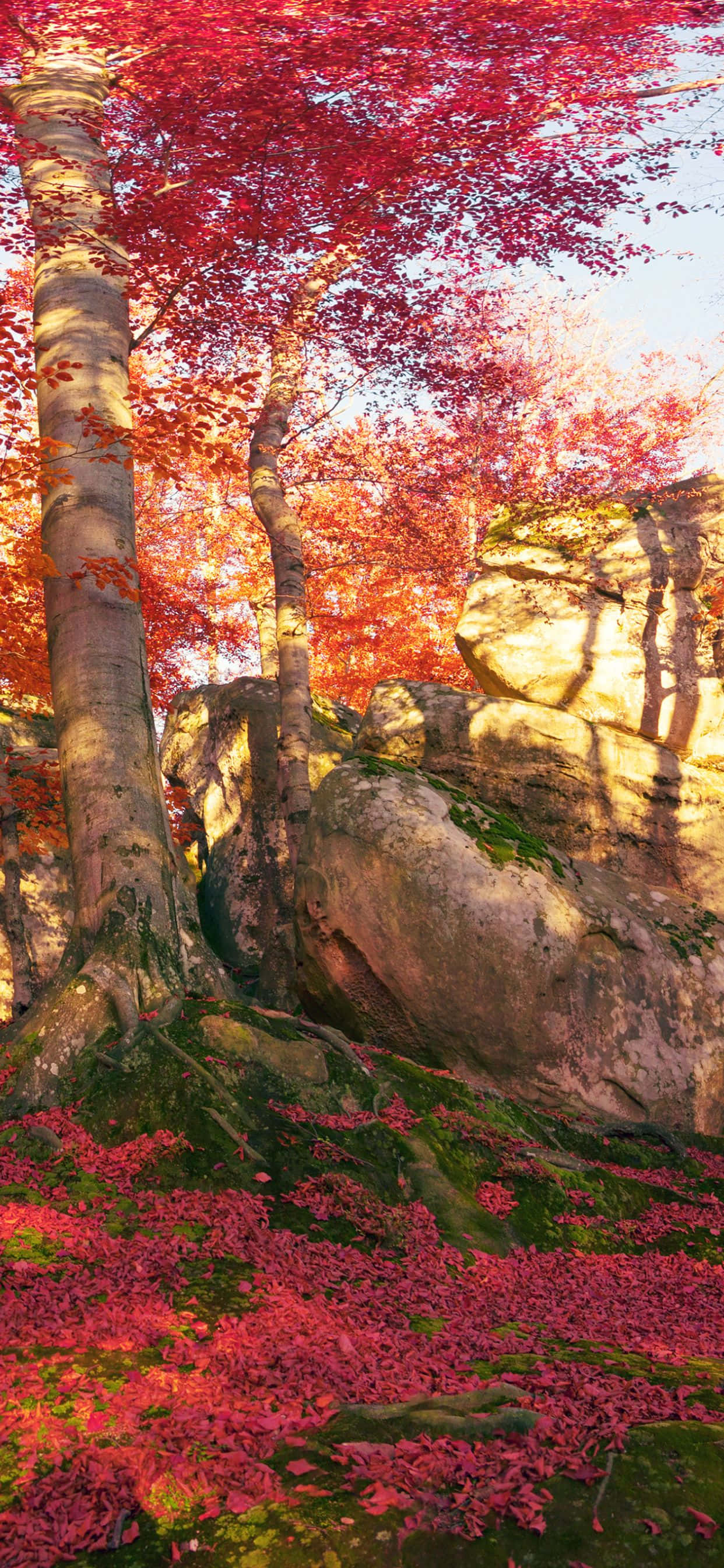 Geniet van die Natuur op sy Beste met die iPhone Xs Max Muurpapier