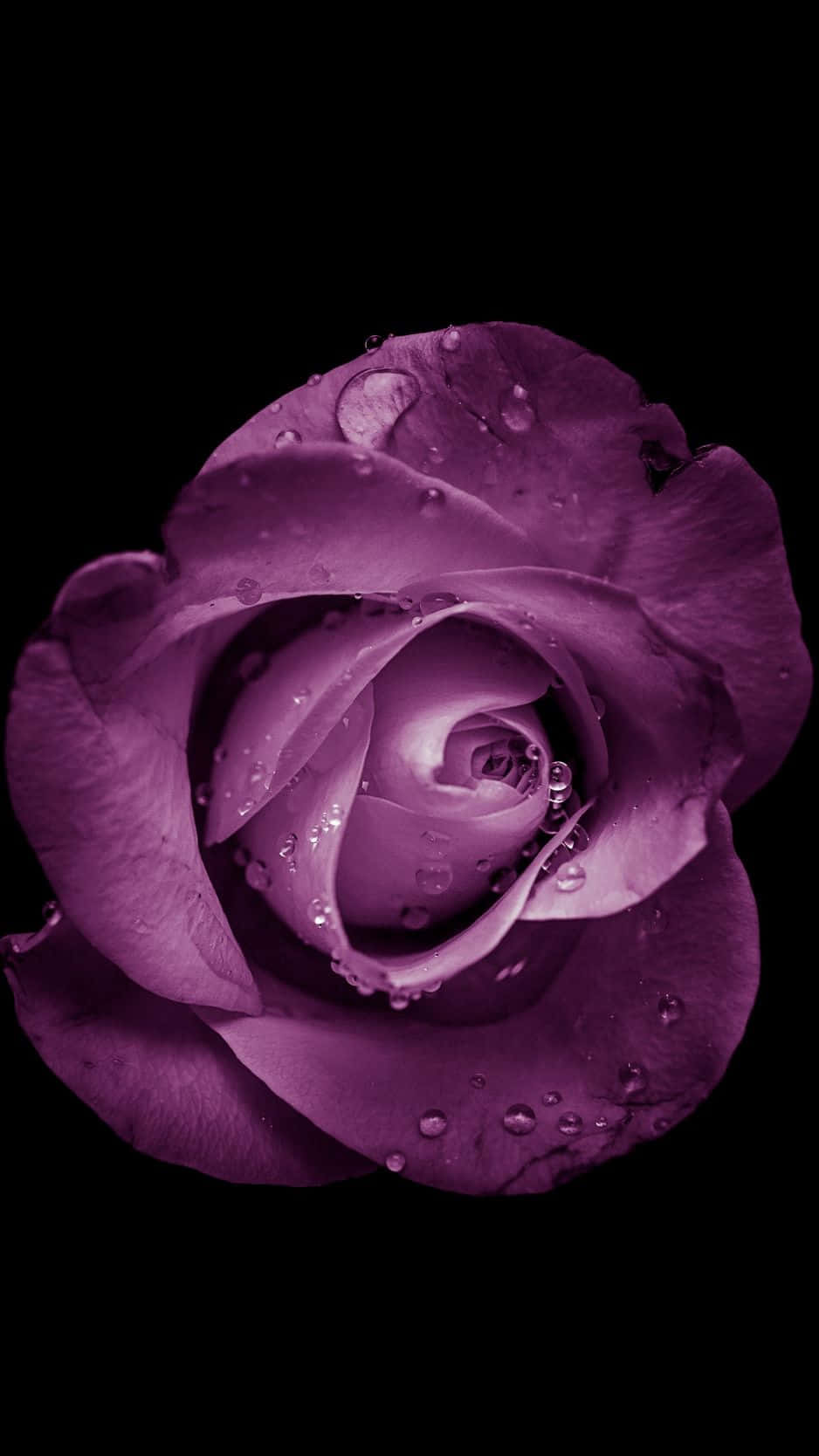 Geniet van die skoonheid van die natuur met die Flower iPhone. Muurpapier