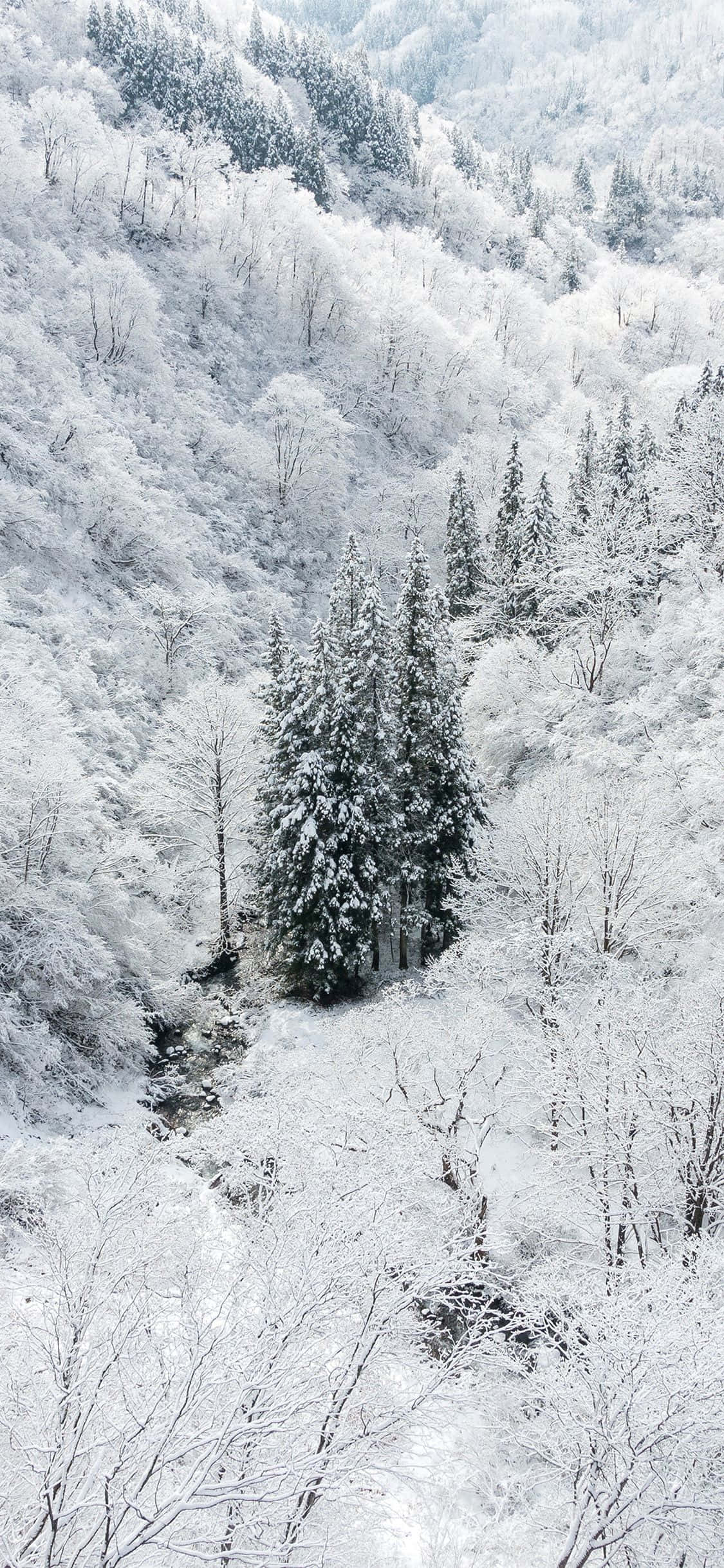 Geniet Winter met Sneeu iPhone Muurpapier