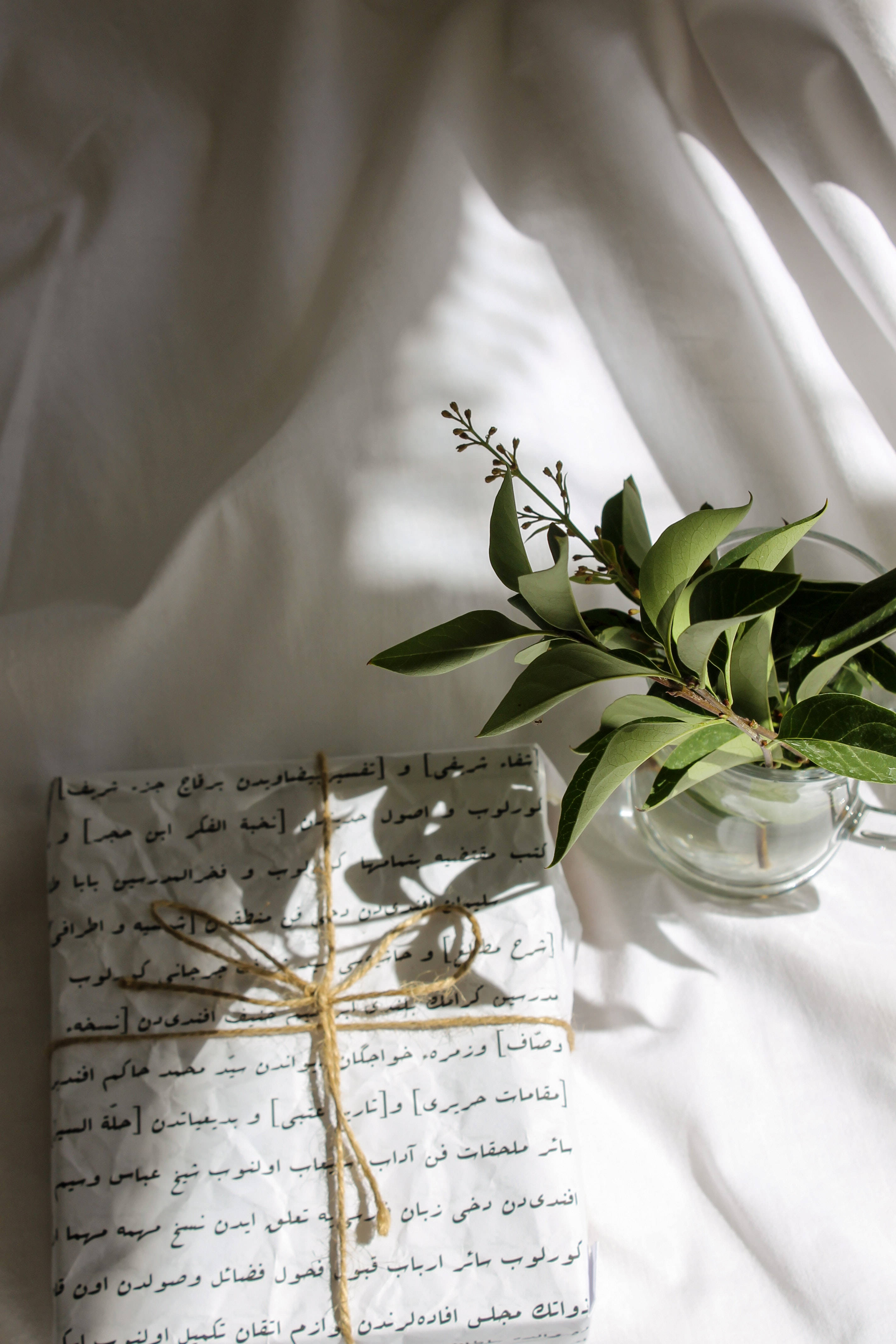 Geskenkboks Plant Estetika Muurpapier