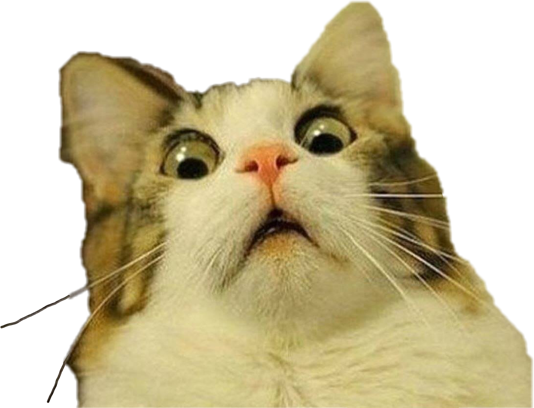 Geskonkte Kat Meme Uitdrukking Muurpapier