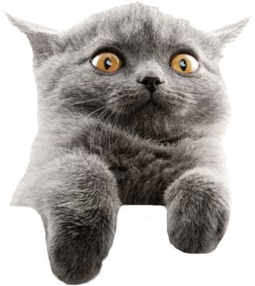 Gespanne Grys Kat Meme Muurpapier