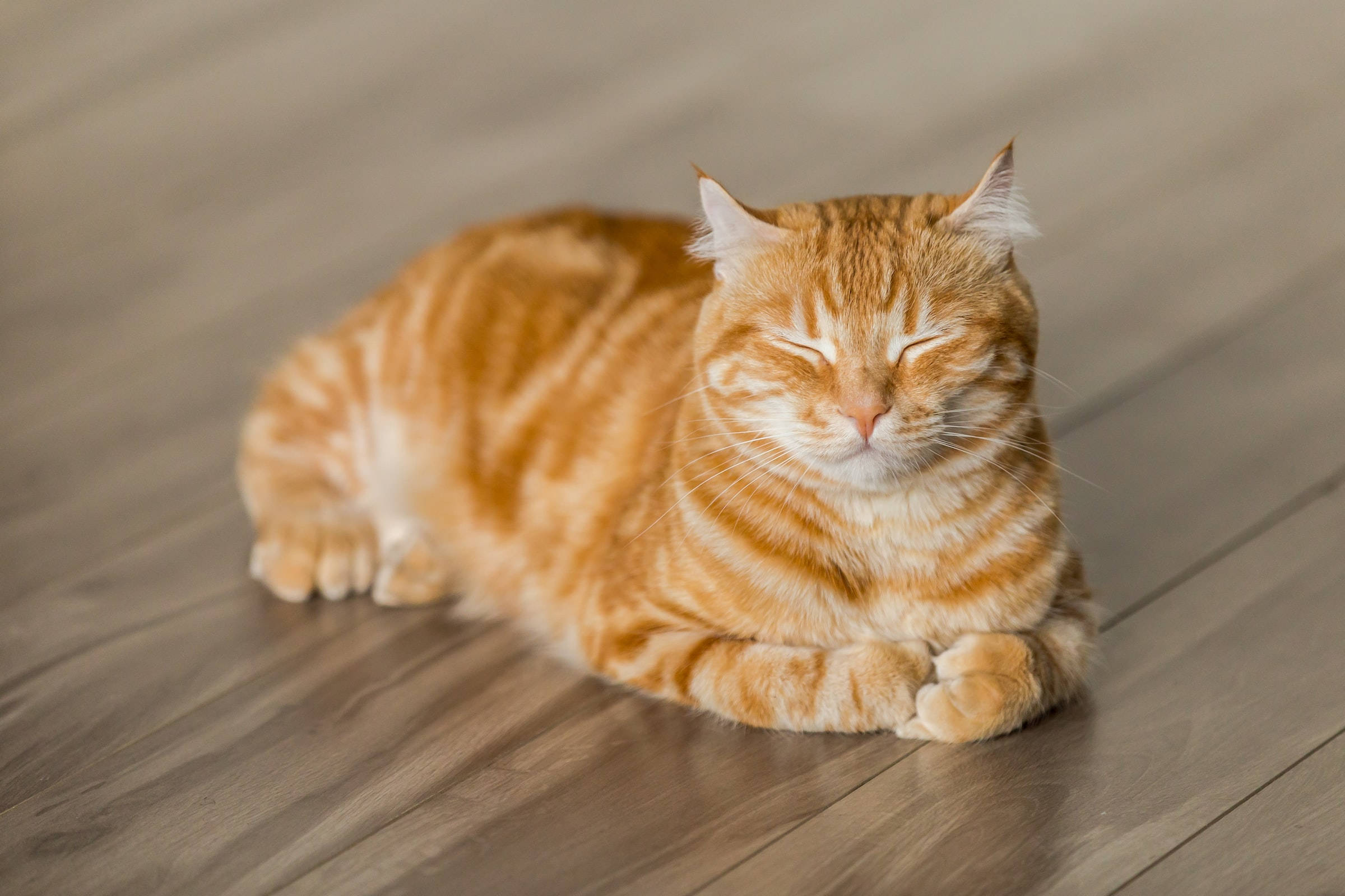 Ginger Tabby Kat PFP Muurpapier