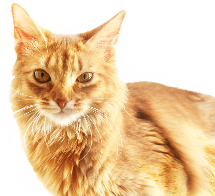 Gingerkat Portret Muurpapier