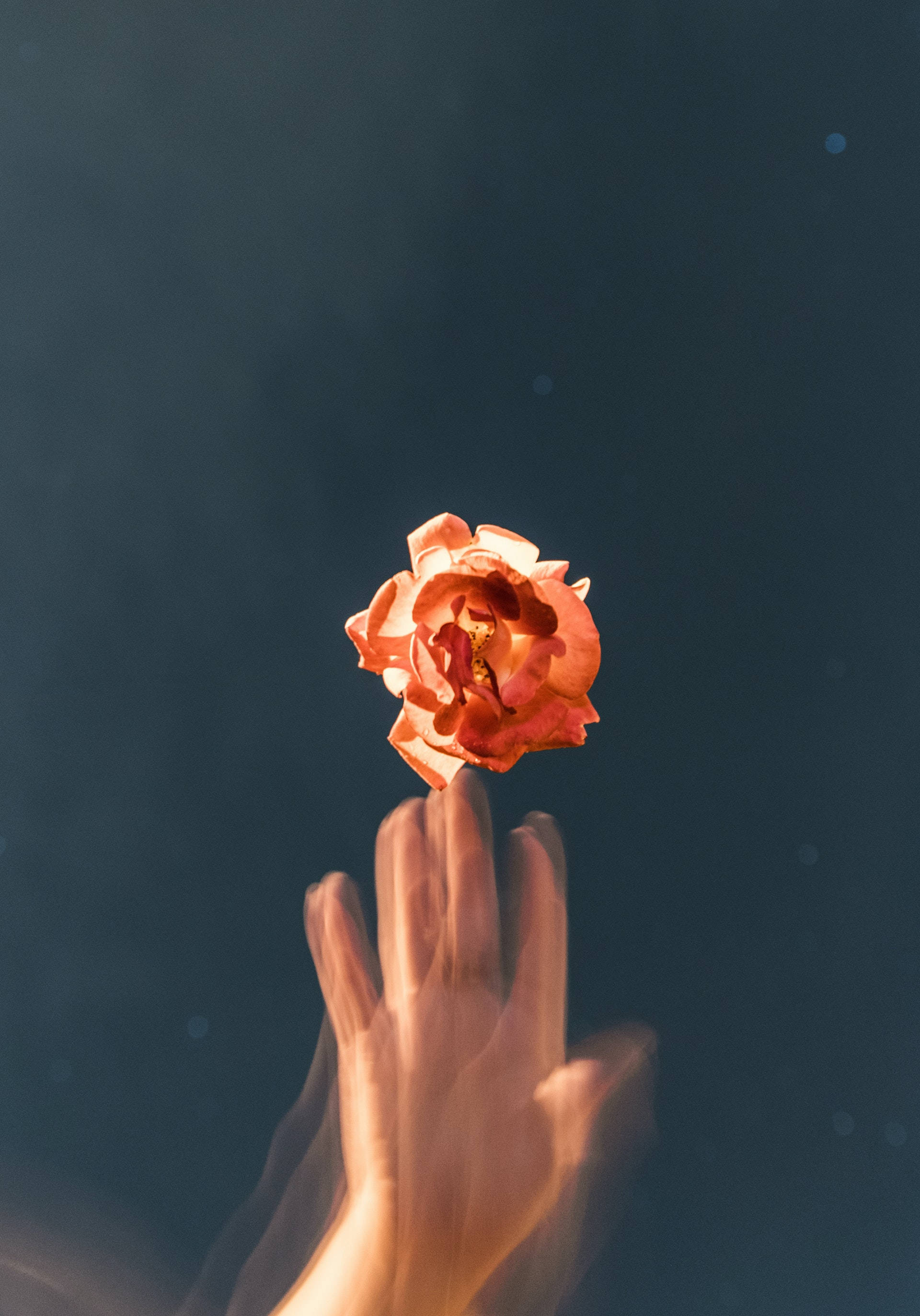 Glitch Oranje Roos Estetika Muurpapier