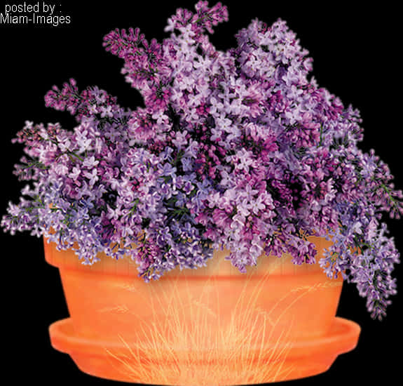 Glowende Pot Pers Blomme Muurpapier