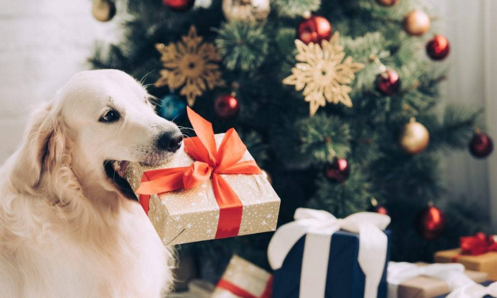 Golden Retriever Hond Met Kersgeskenk Muurpapier