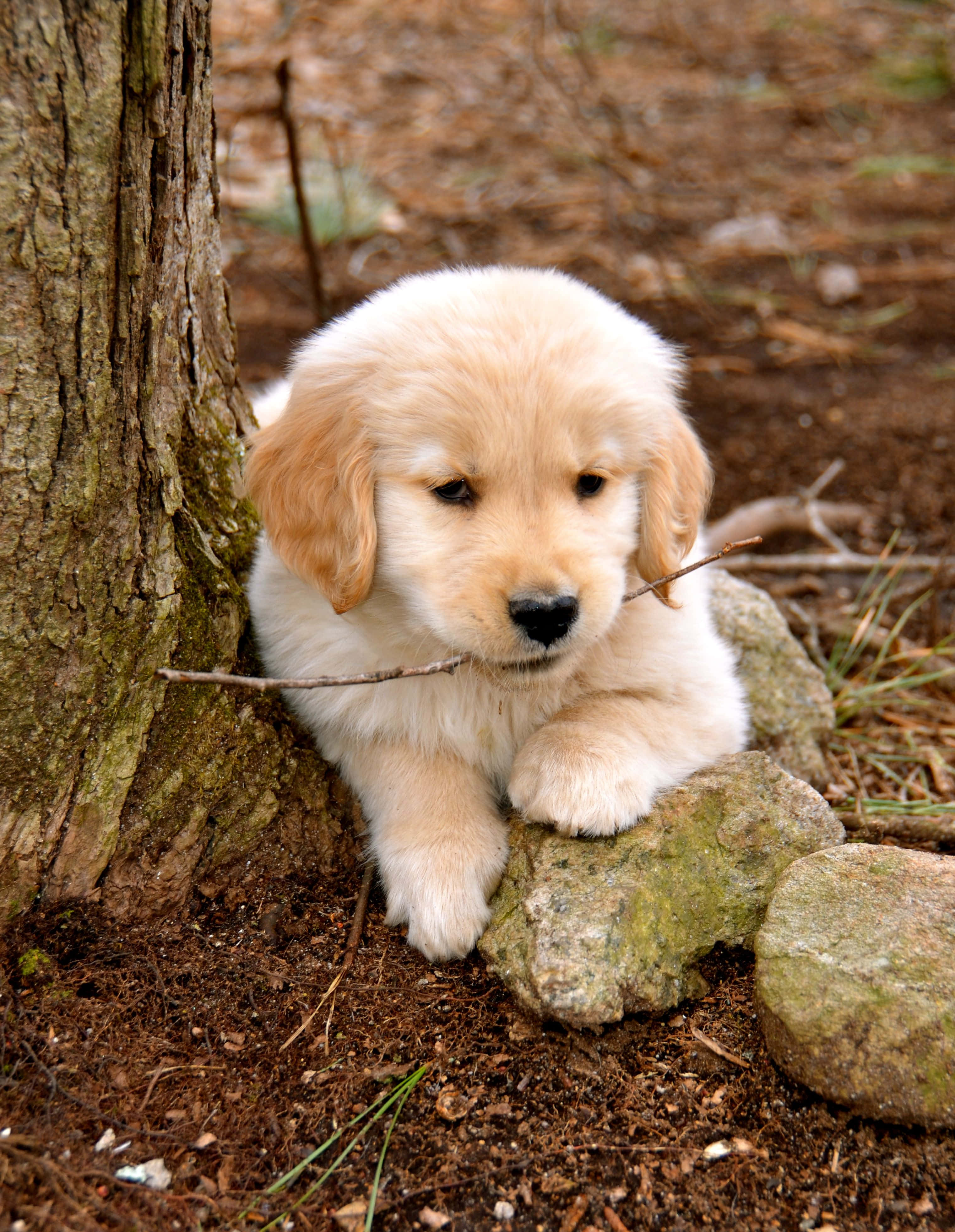 Goue Retriever Stok Hondjie Prent Muurpapier
