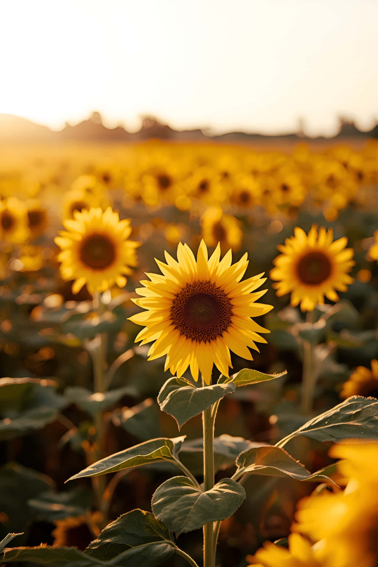 son,sondergang,sonsopkoms,sonneblom,veld,landskap,bloeisel,lug,lig,blom,natuur,blom,skilderagtig,groei,platteland,geel