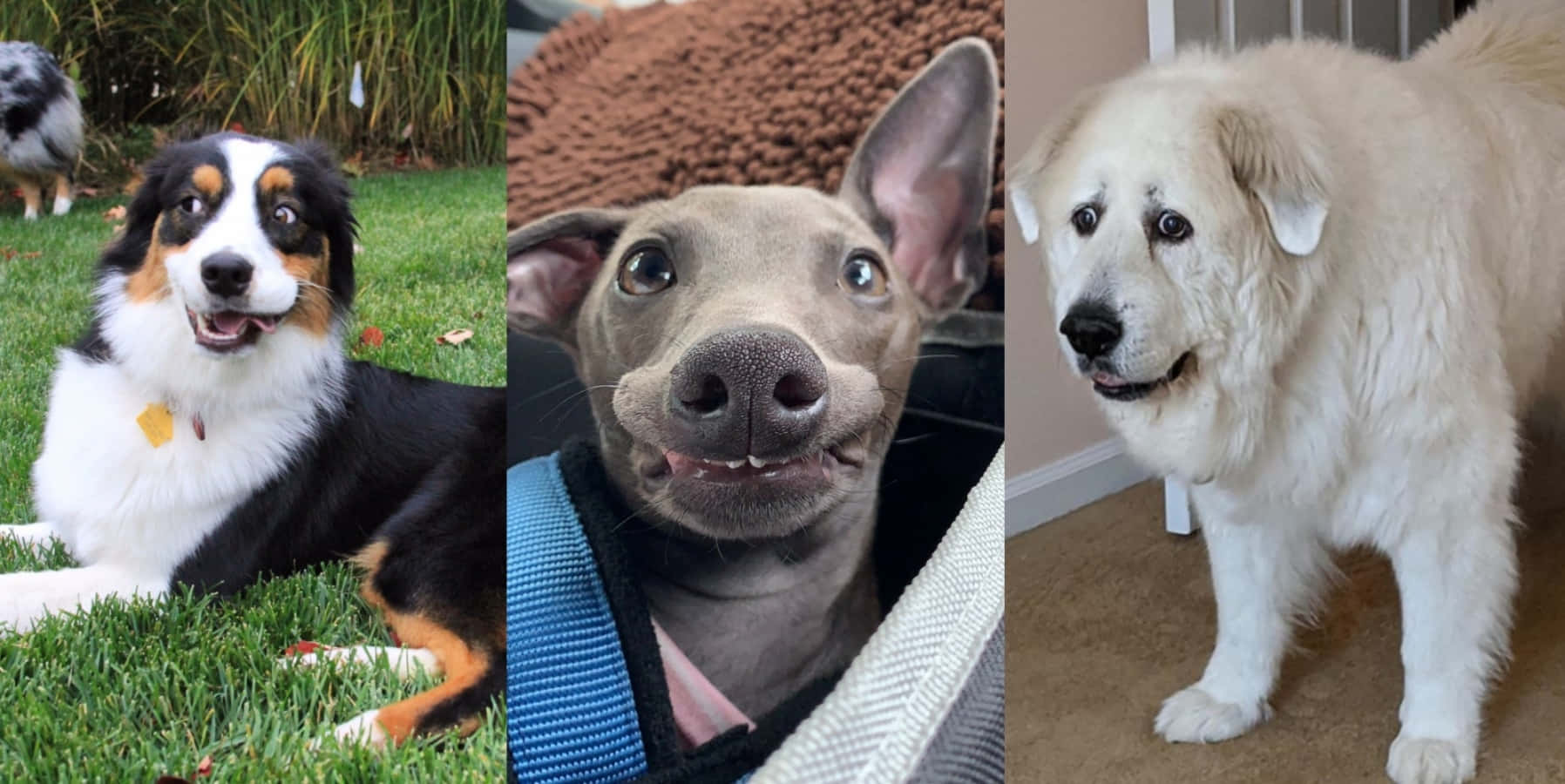Grappige Honde Meme Gewilde Prent Muurpapier