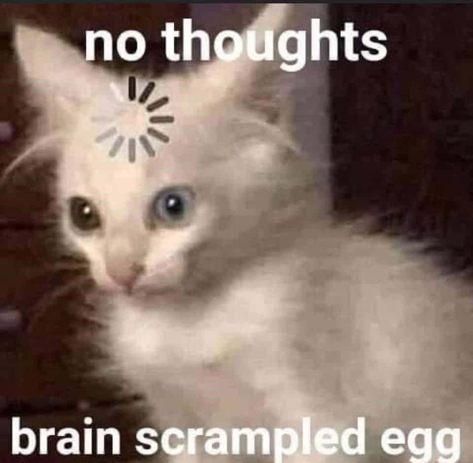 Grappige Memes Denkende Kat Laai Ikoon Prente Muurpapier