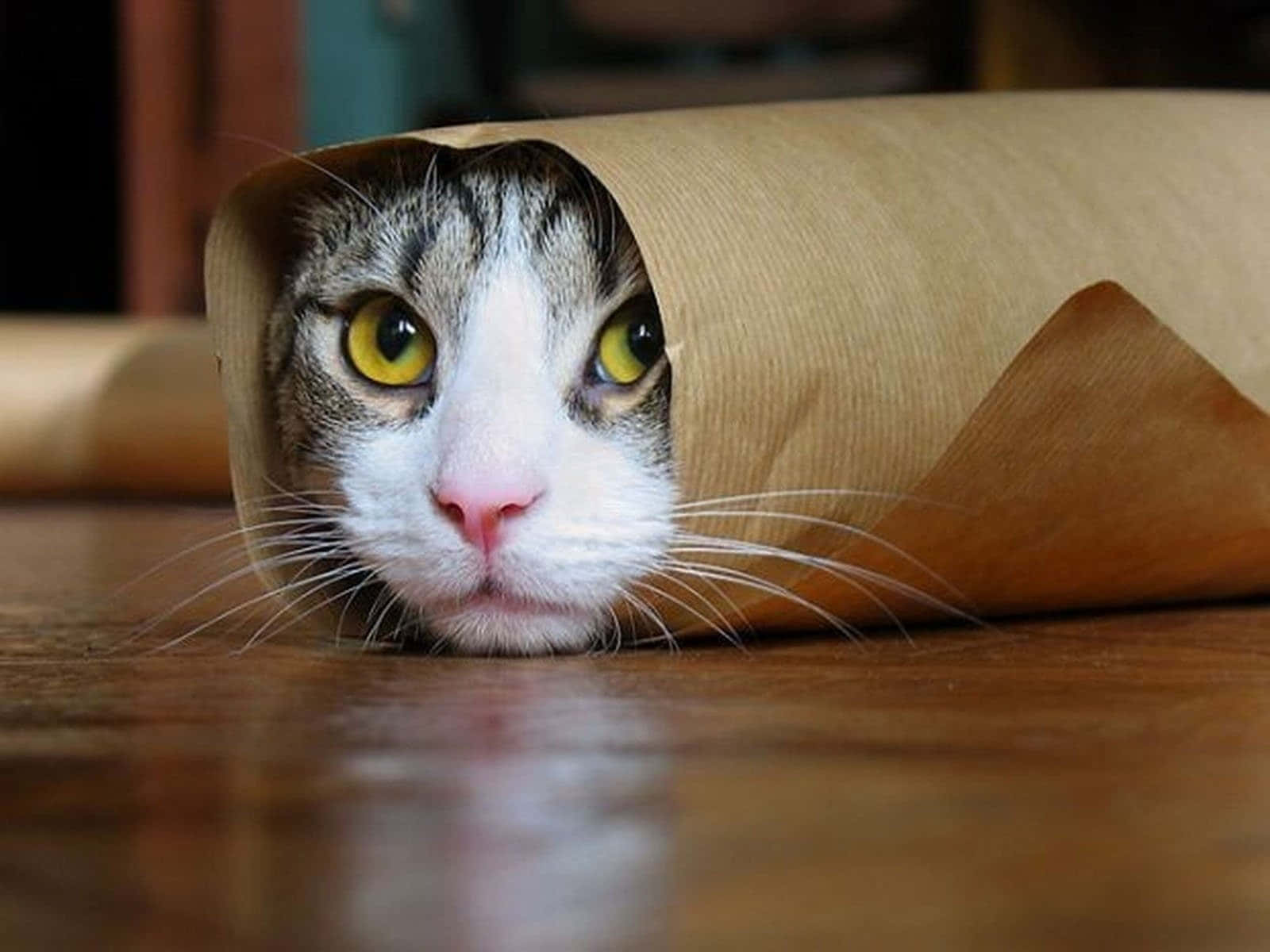 Grappige Vervloekte Burrito Kat Prent Muurpapier